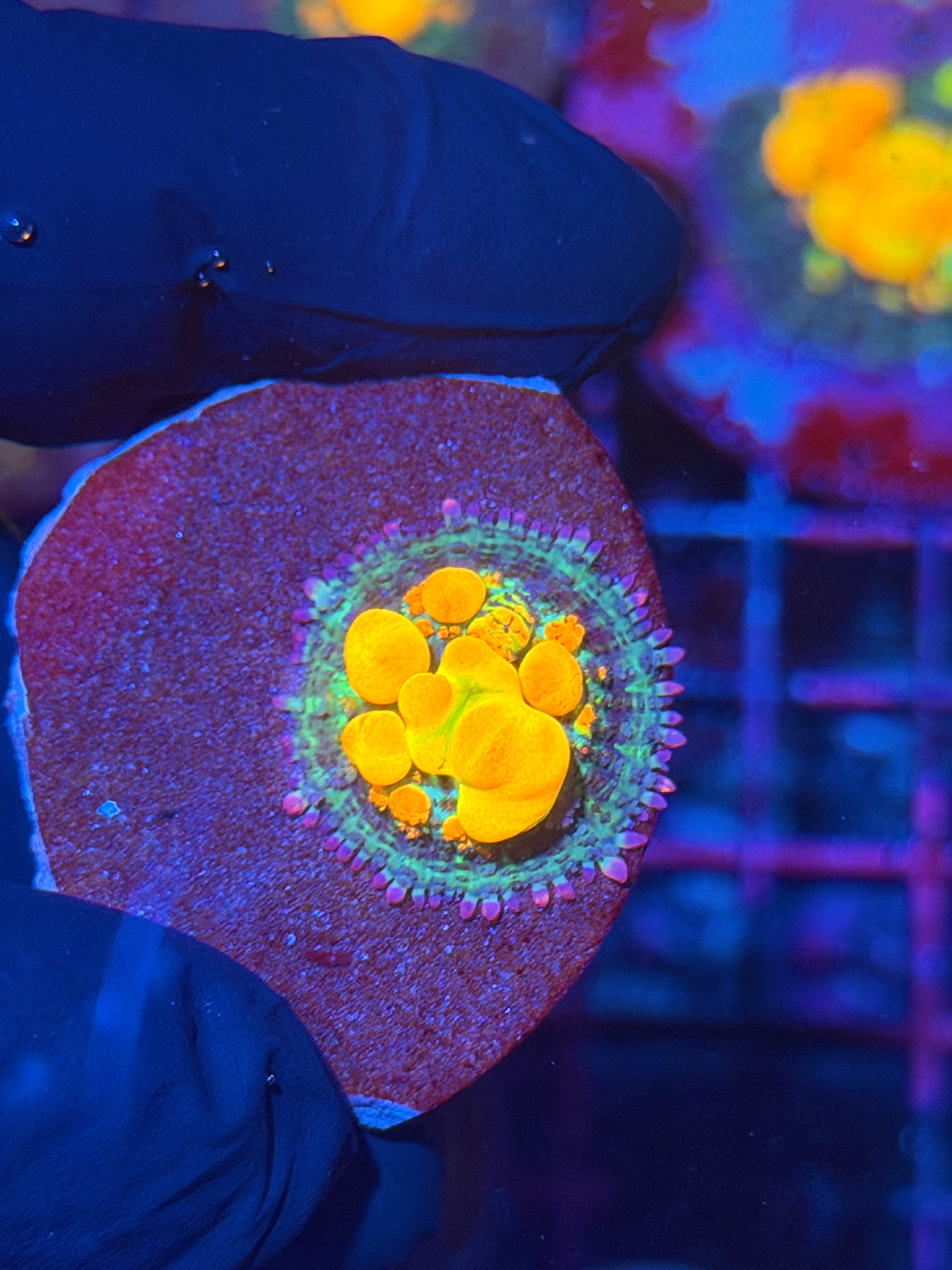 WWC OG Bounce Mushroom Coral 11/28