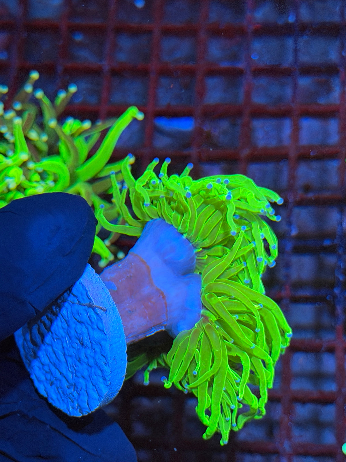 JEA Holy Grail Torch Coral 3 Heads Splitting XXXL Show Sized 9/22