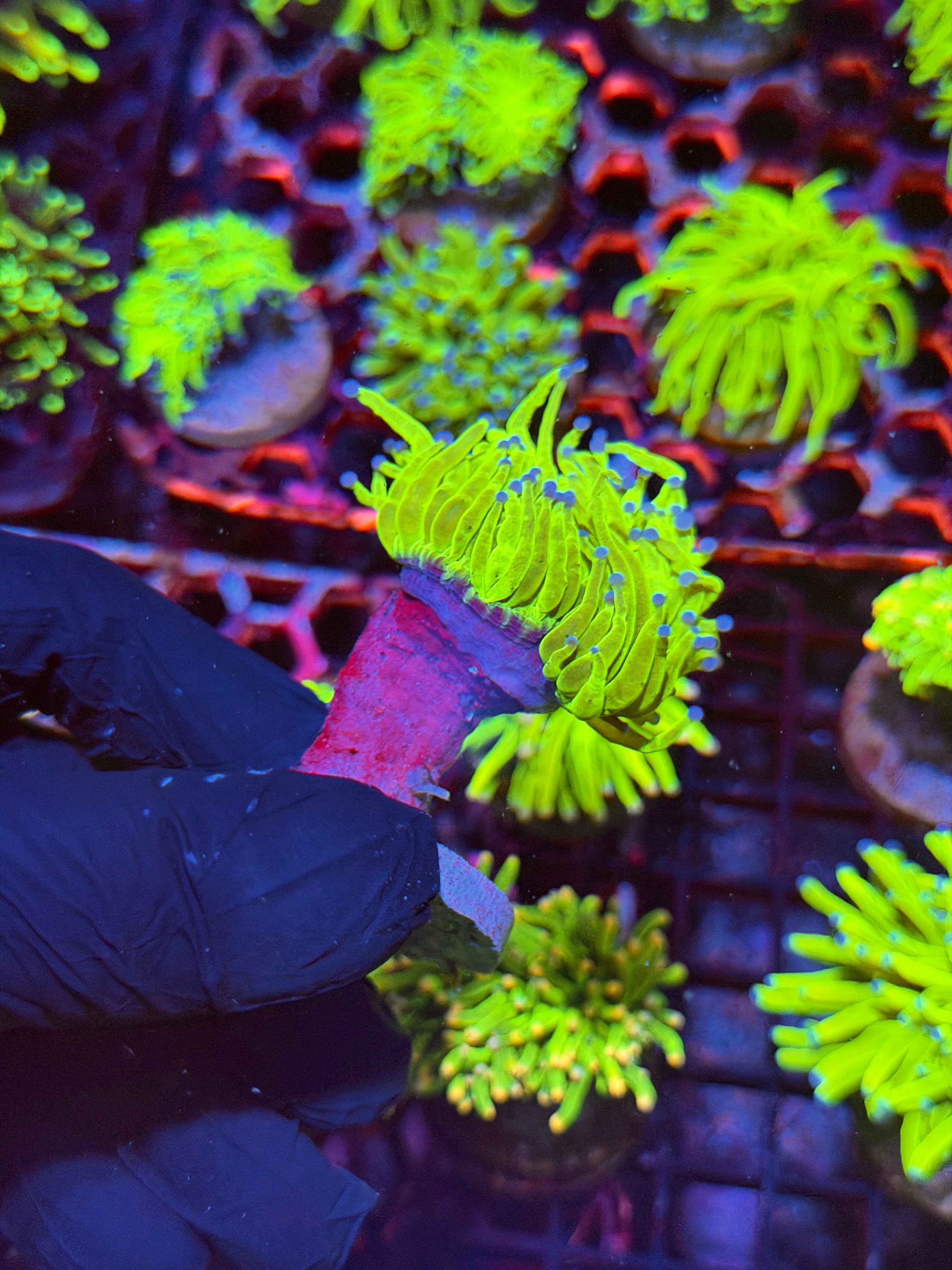 JEA Holy Grail Torch Coral 1 XL Head 8/29