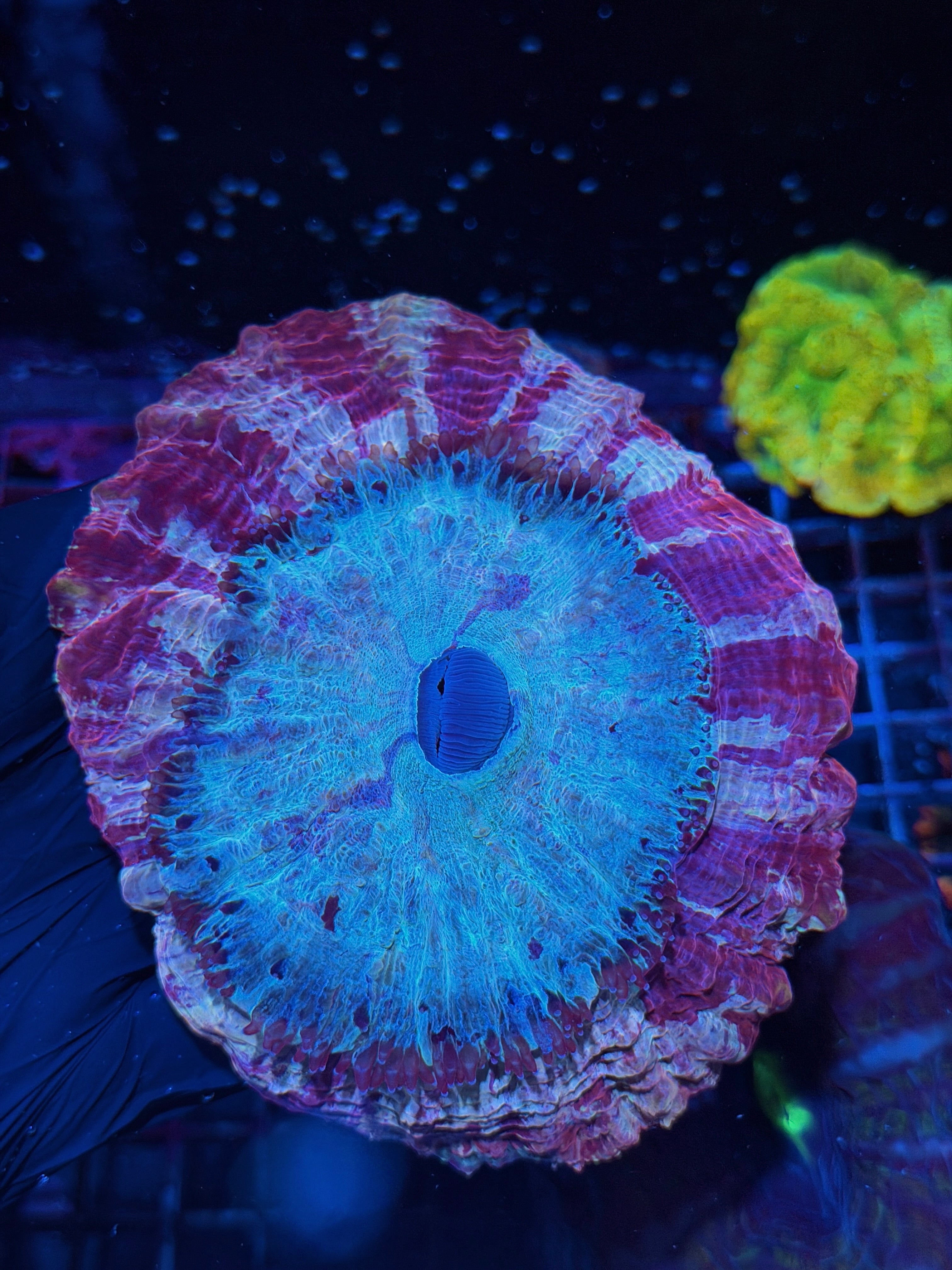 Striped Multicolor Acanthophyllia Meat Coral XL