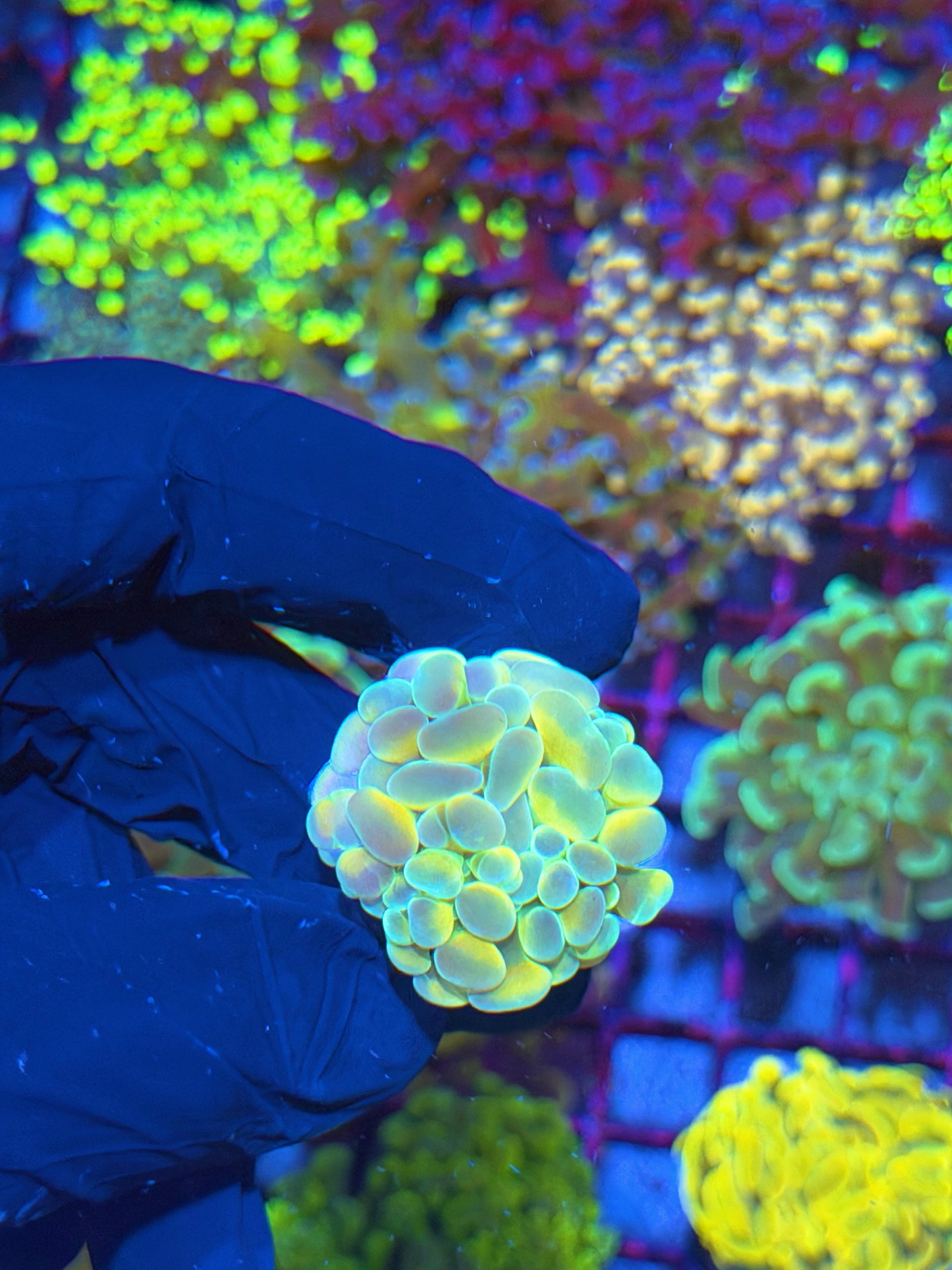 JEA Rainbow Fusion Hammer Coral 1 XL Head * New Release * 7/9