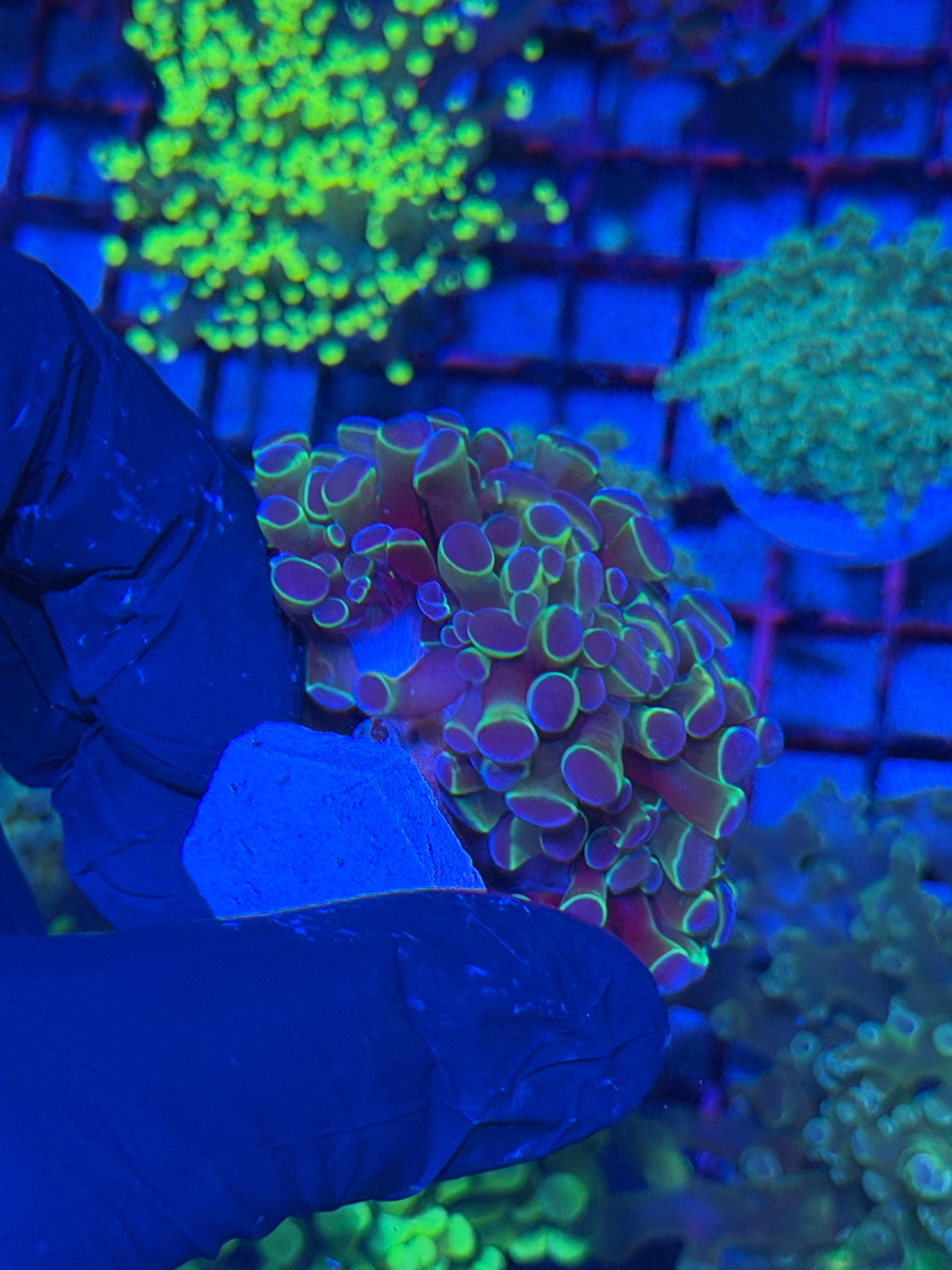 JEA Multicolor Hammer Coral Colony XXL 4+ Heads 7/21