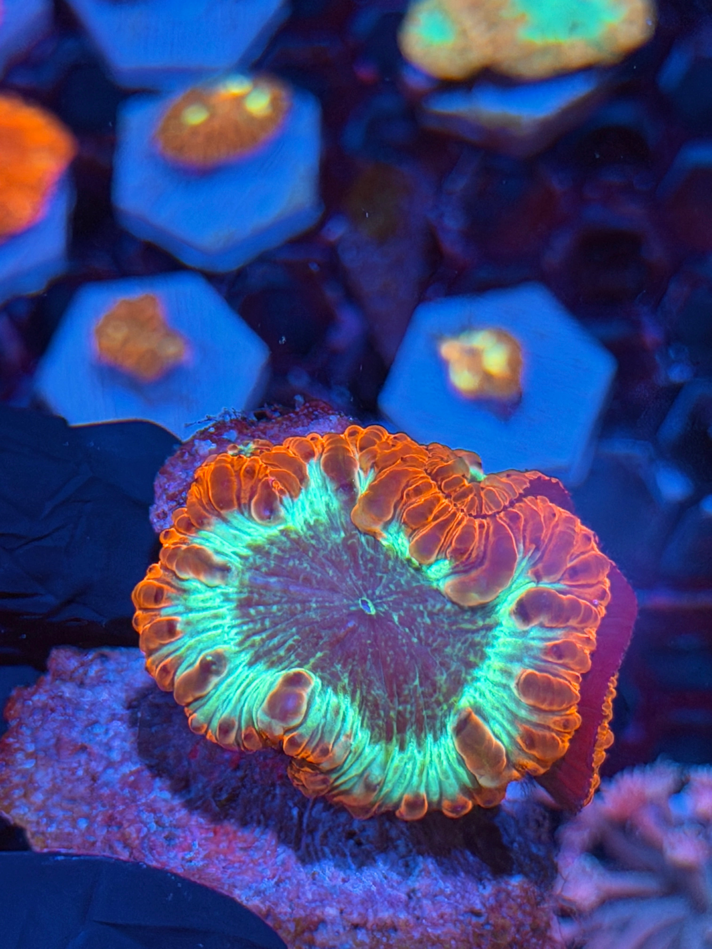 JEA Dracula Blastomussa Coral Colony XXL Polyps *New Release*