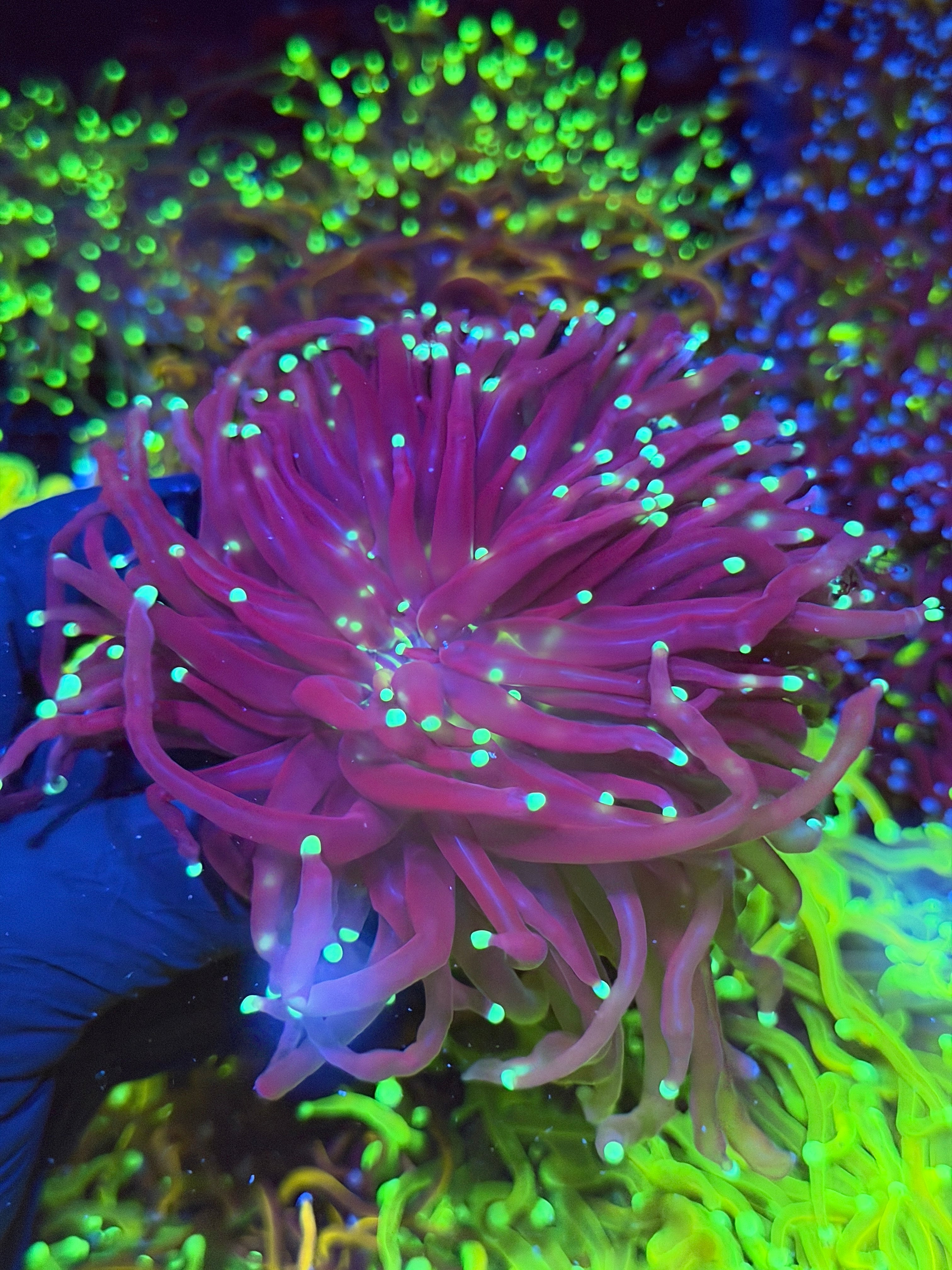 JEA Black Widow Torch Coral 2 XXXL Heads Splitting *New Release* 7/9