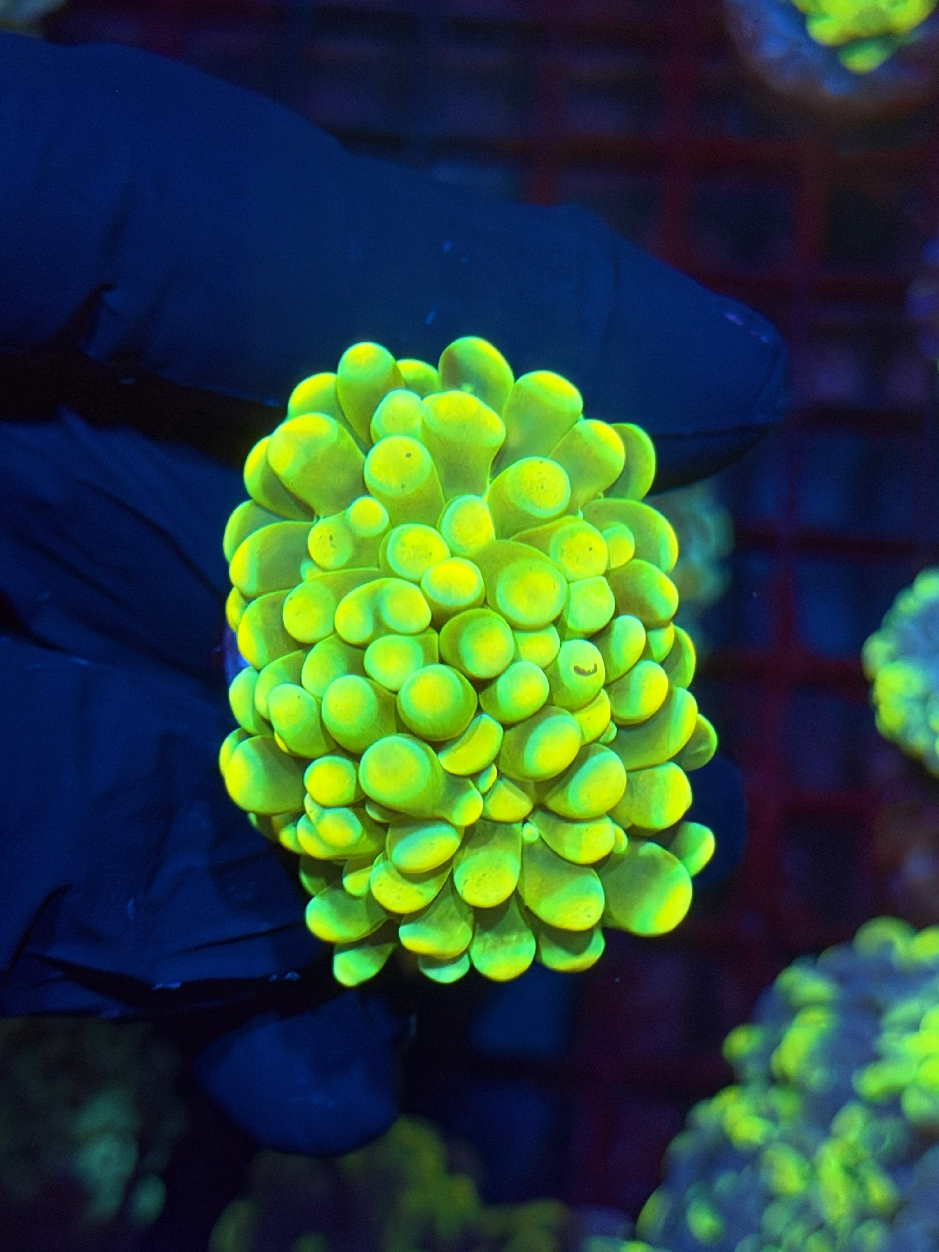 JEA Holy Grail Hammer Coral 2 Heads Splitting XL 11/3