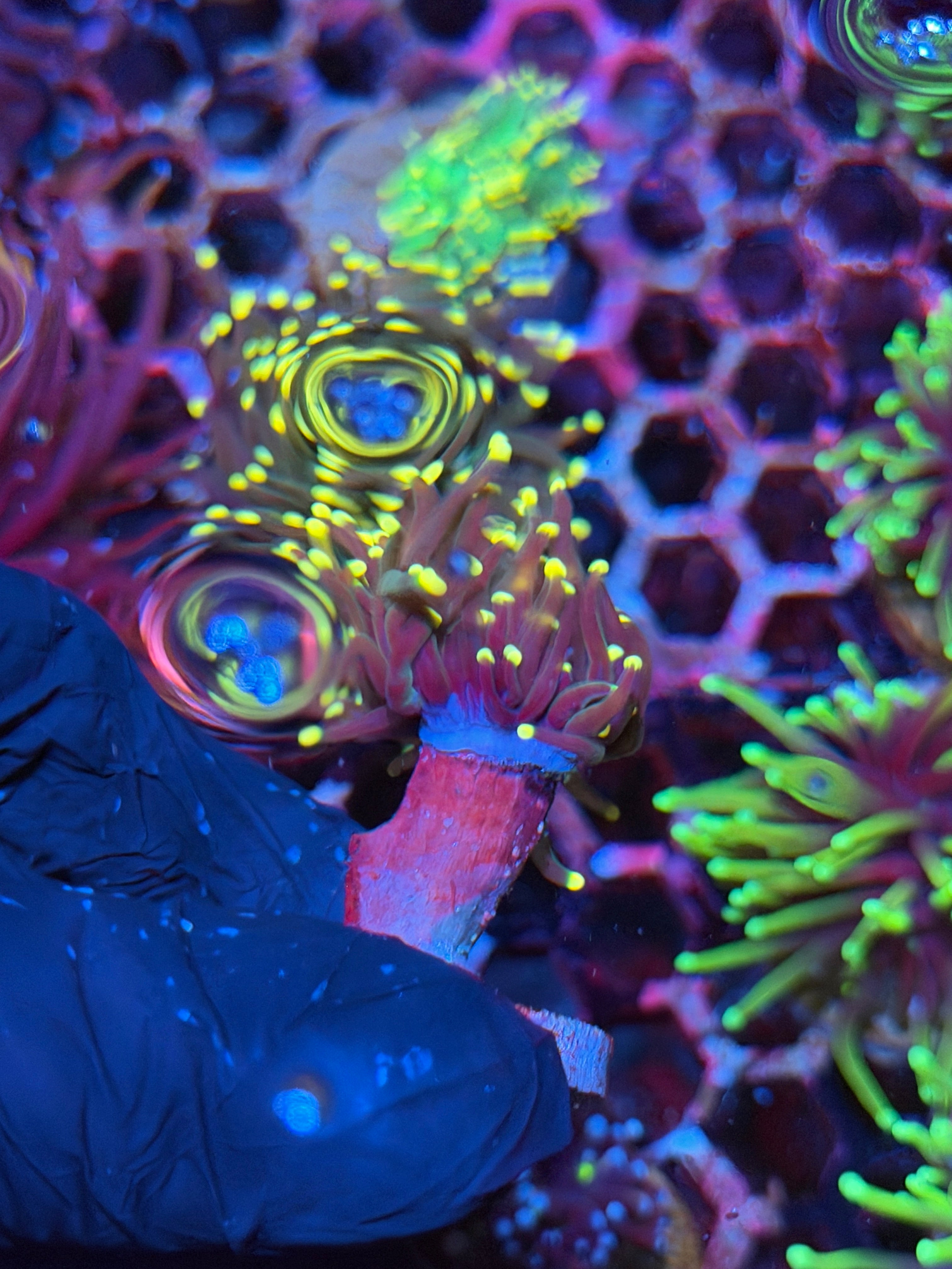 JEA Purple Rain Torch Coral 1 XL Head 8/28
