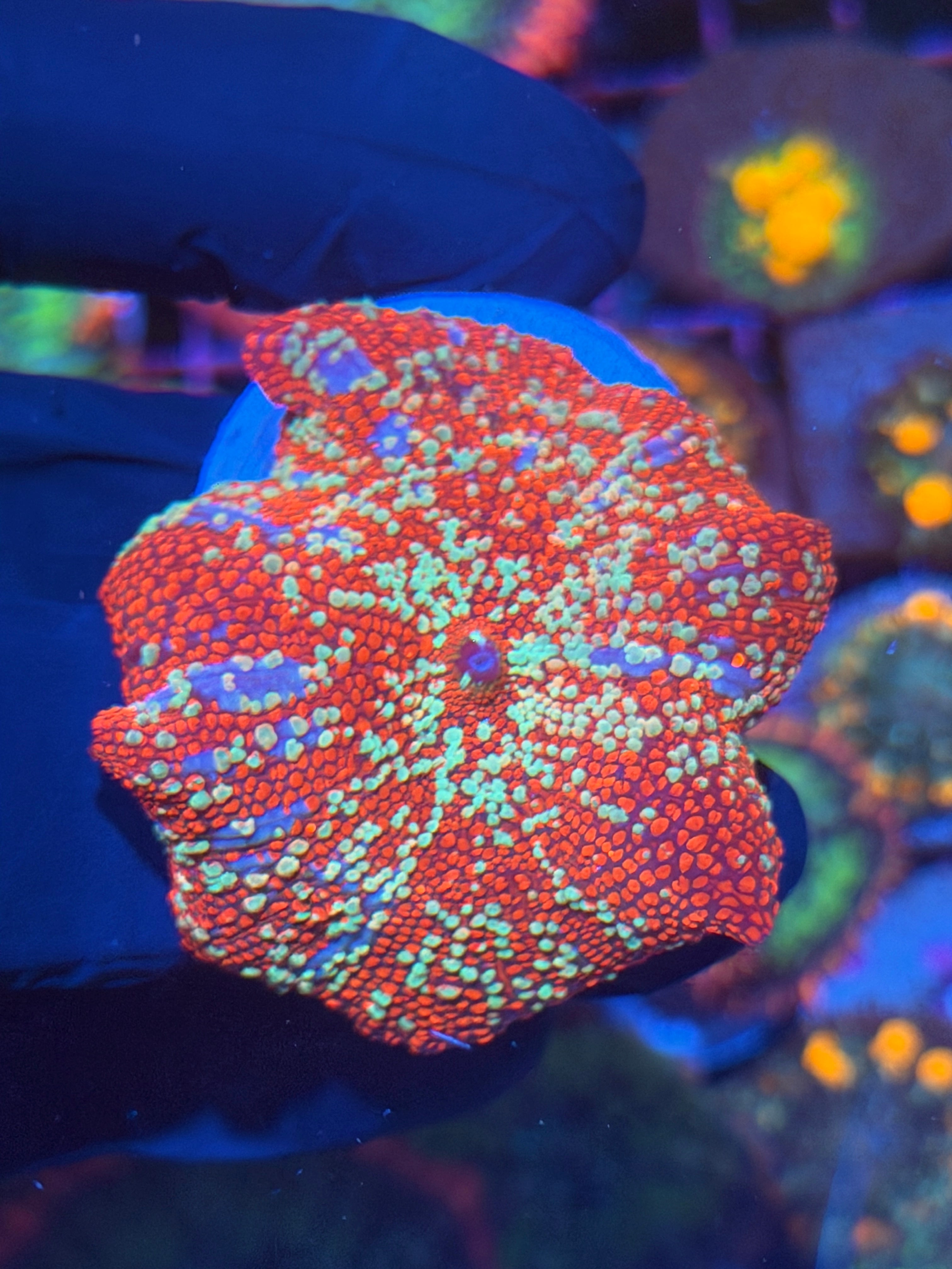 JEA Red Devil Discosoma Mushroom Coral Mama XL 2”