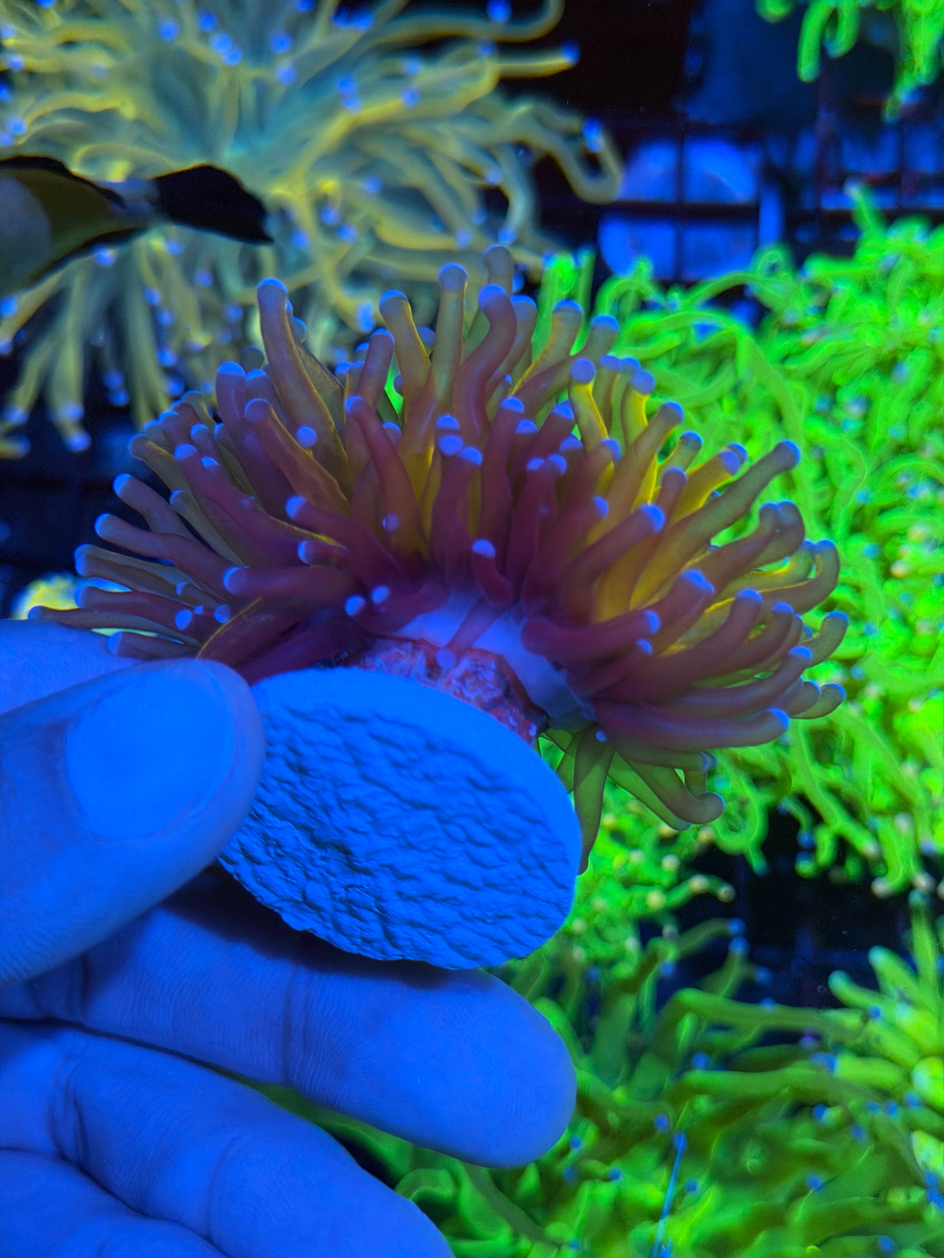 JEA Grafted Orange Tiger Torch Coral 1 XXL Head Show Piece 9/6