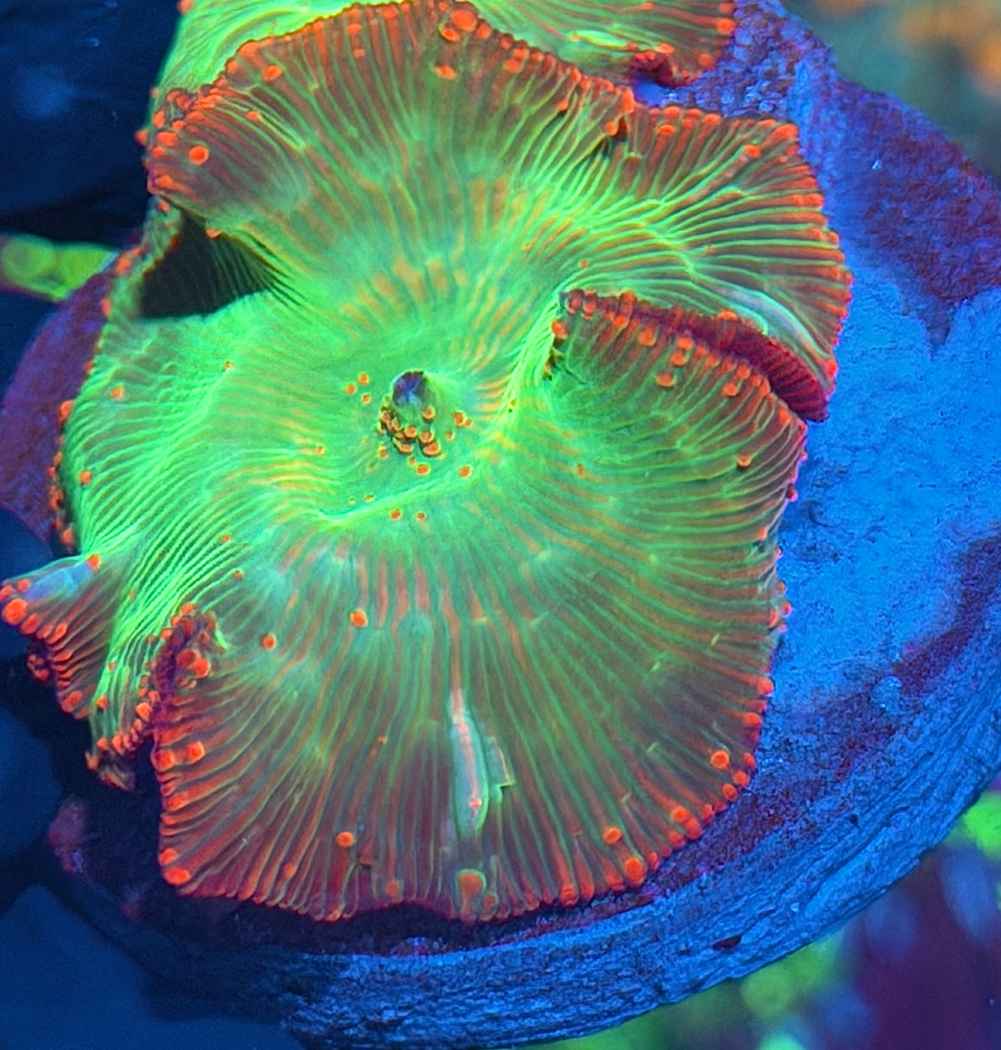 JEA Heartbreaker Eclectus Jawbreaker Mushroom Coral XXL Insane 8/1