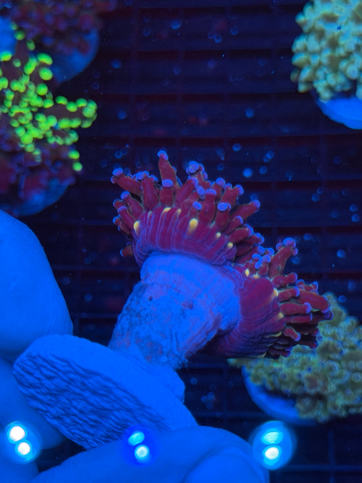 JEA Galaxy Frogspawn Coral 2 Heads Splitting XL 9/22