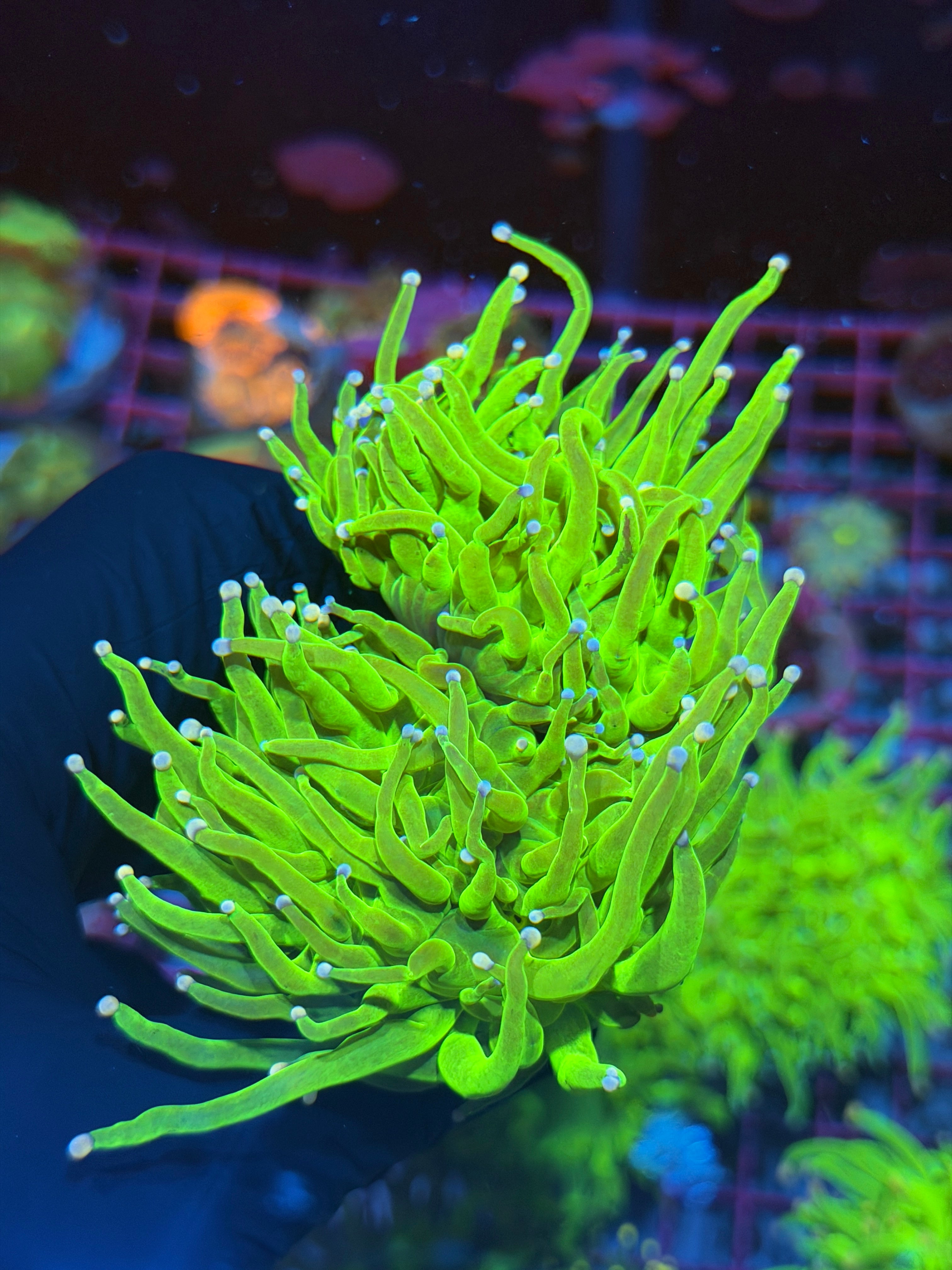 JEA Jolly Rancher Torch Coral 2 Heads XXL 8/1