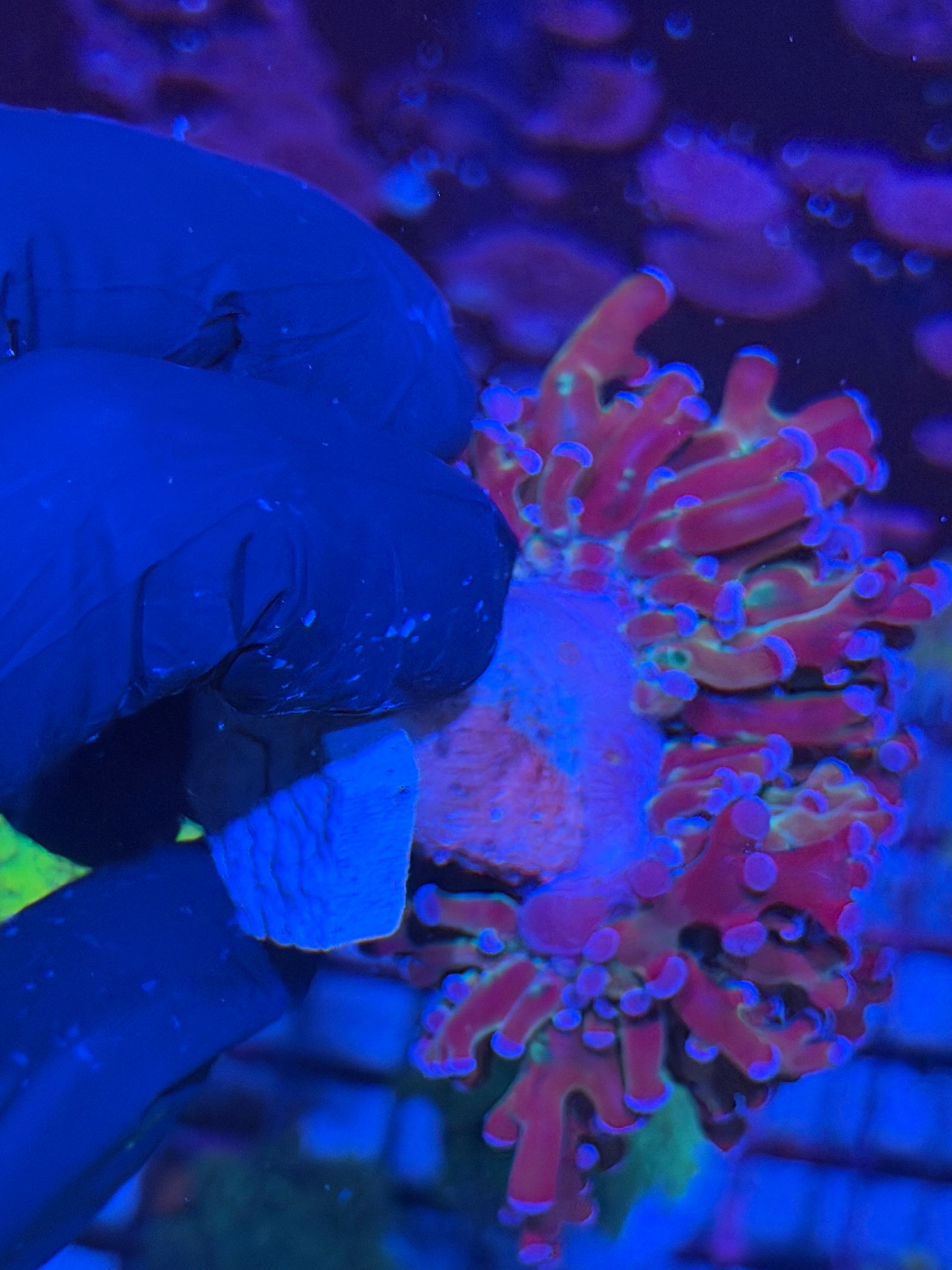 JEA Mardi Gras frogspawn Coral Grafted 2 XL Heads Splitting 7/22