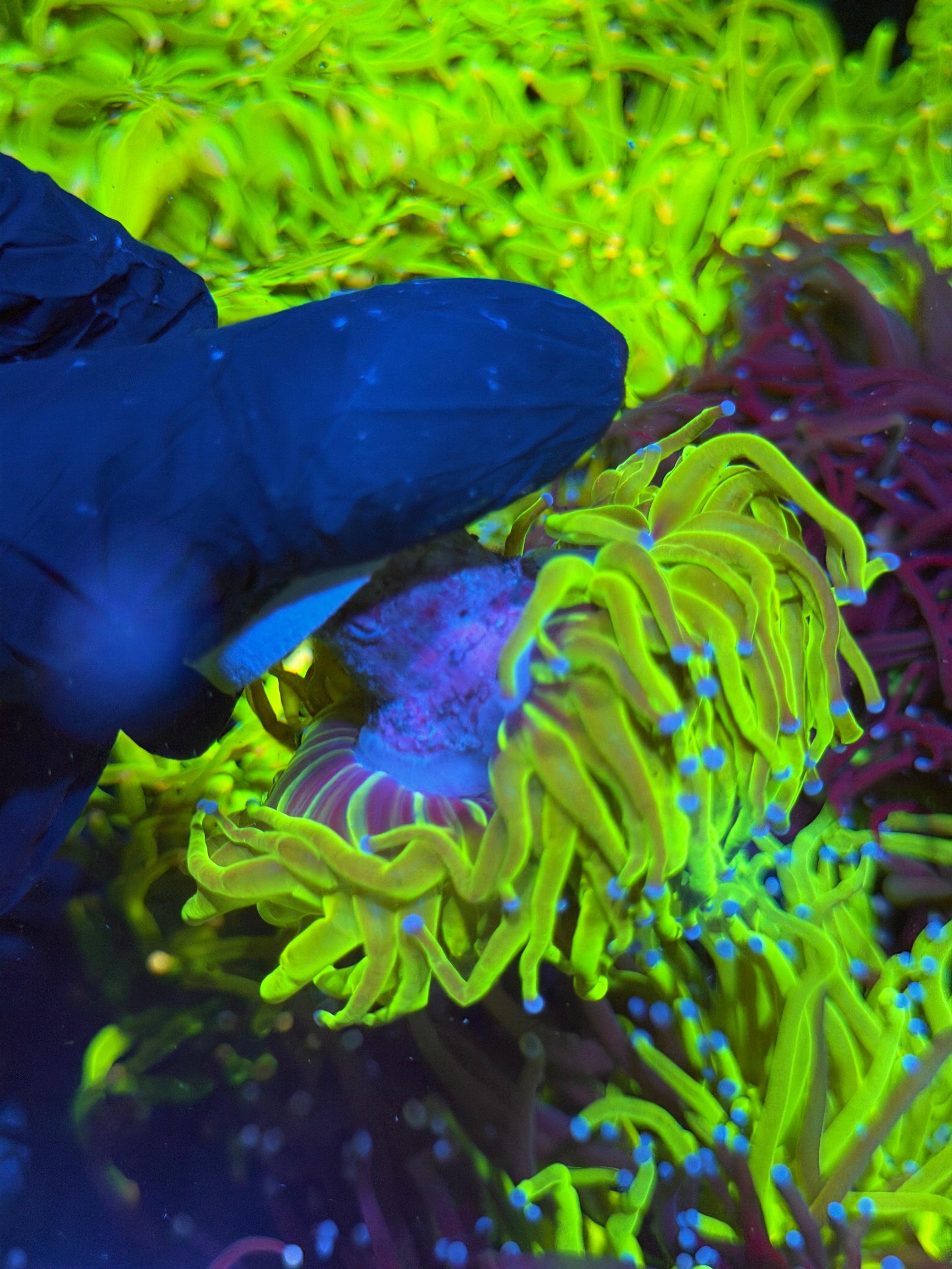 JEA 24K Holy Grail Torch Coral 2 Heads Splitting XL 7/15