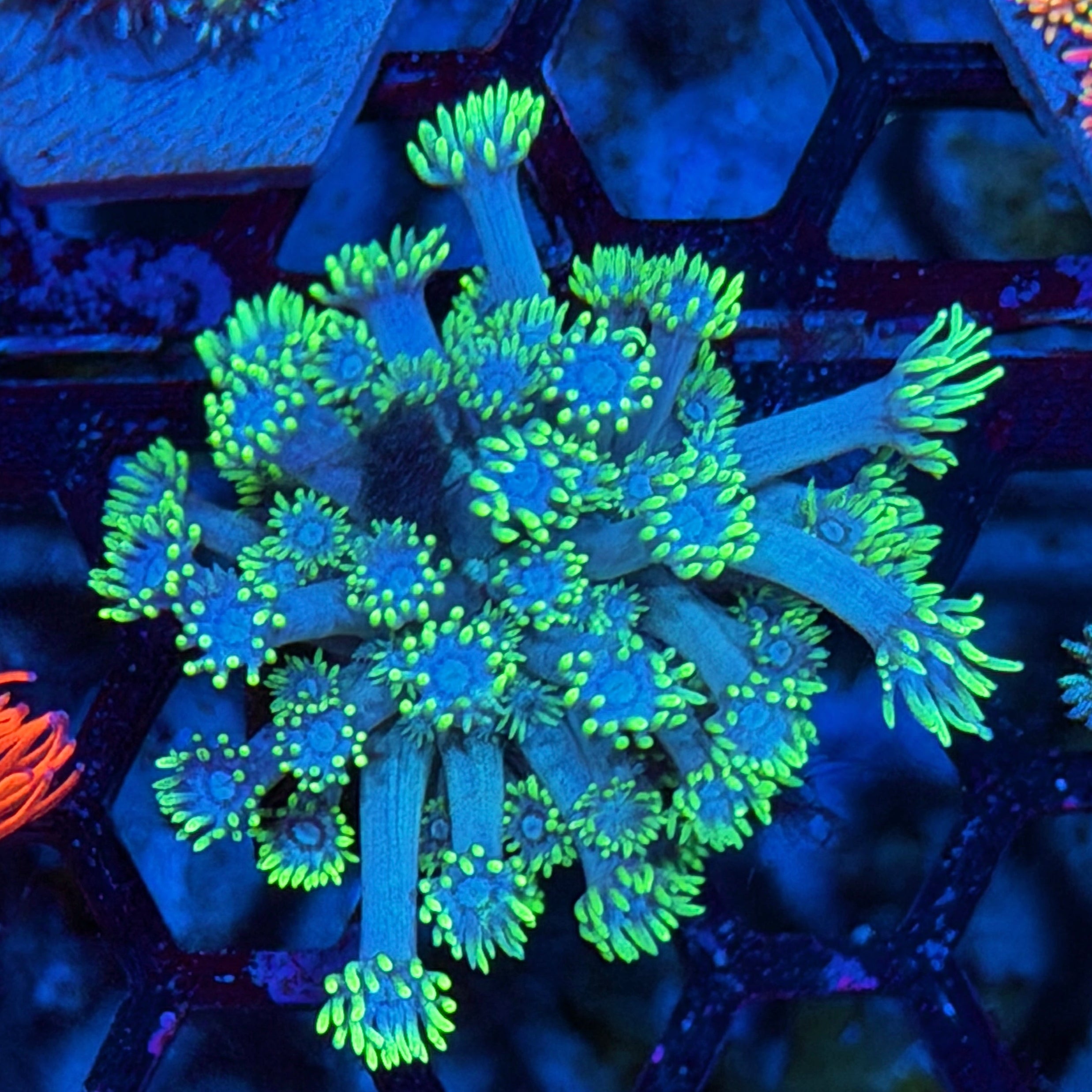 JEA Blue Dream Goniopora Coral 7/21