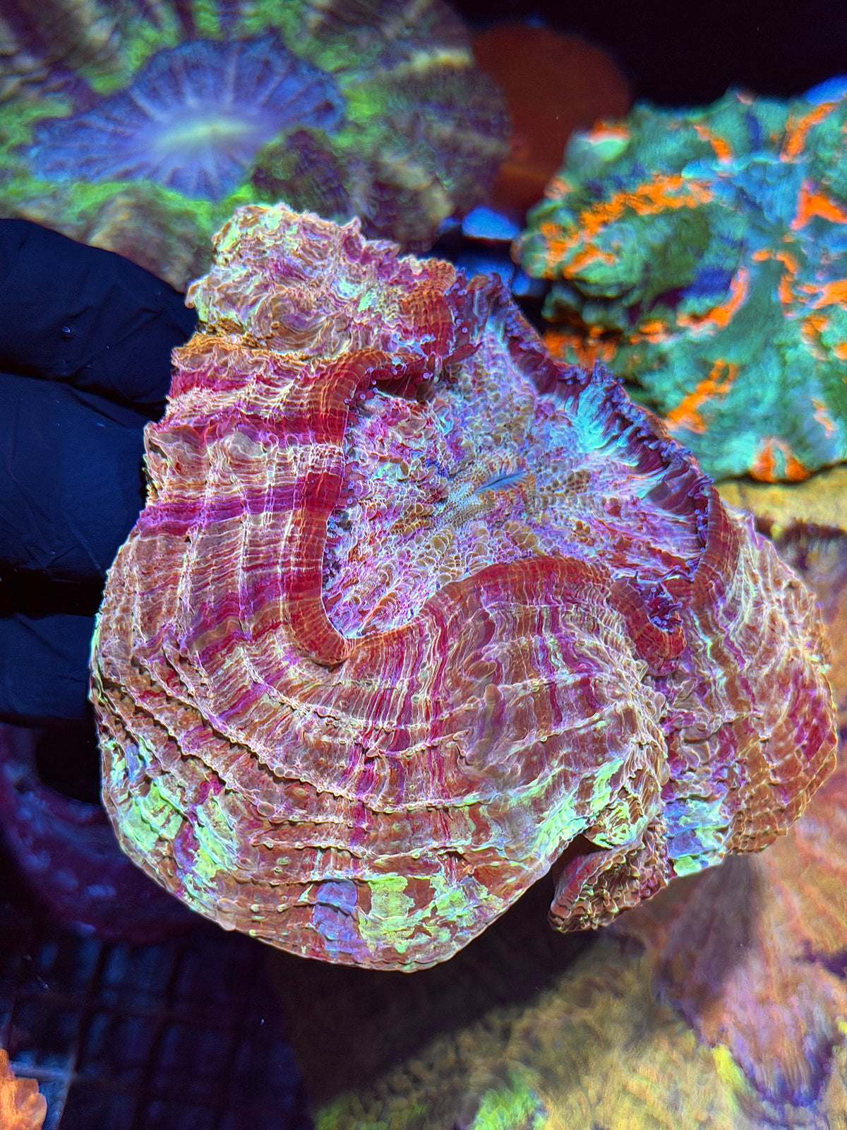 Rainbow Acanthophyllia Meat Coral Crazy Patterns