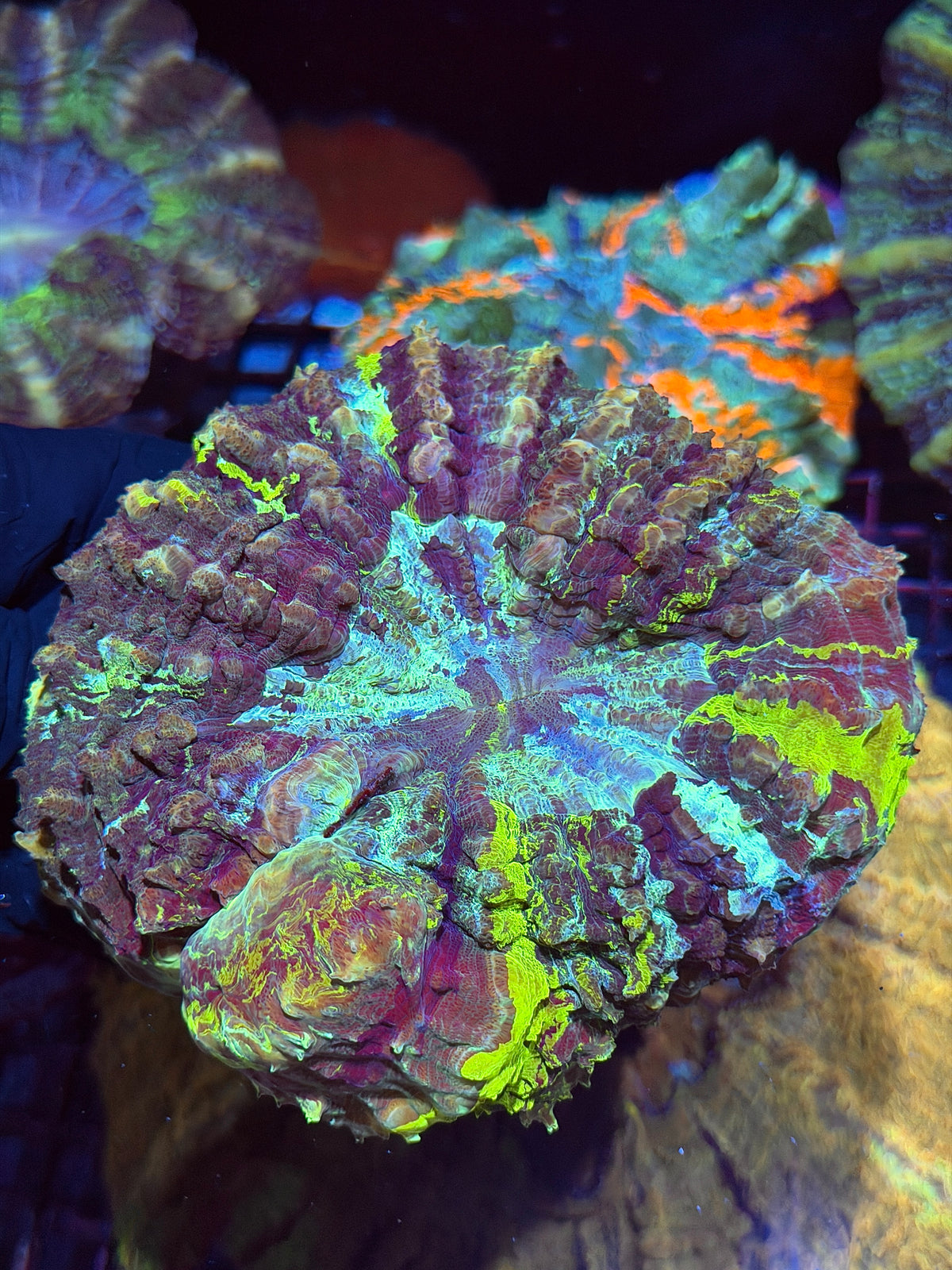 Insane 1/1 Acanthophyllia Meat Coral Show Piece XL