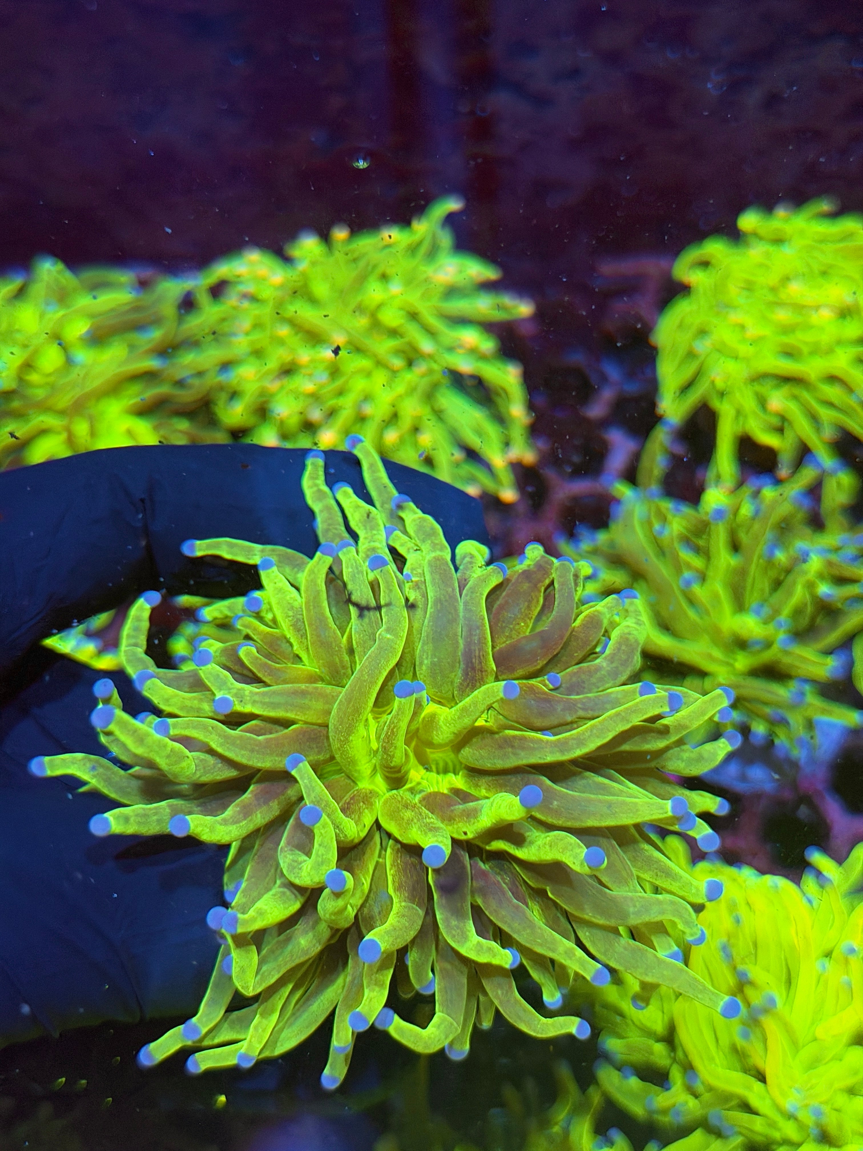 JEA Glitter Holy Grail Torch Coral 1 XXL Head