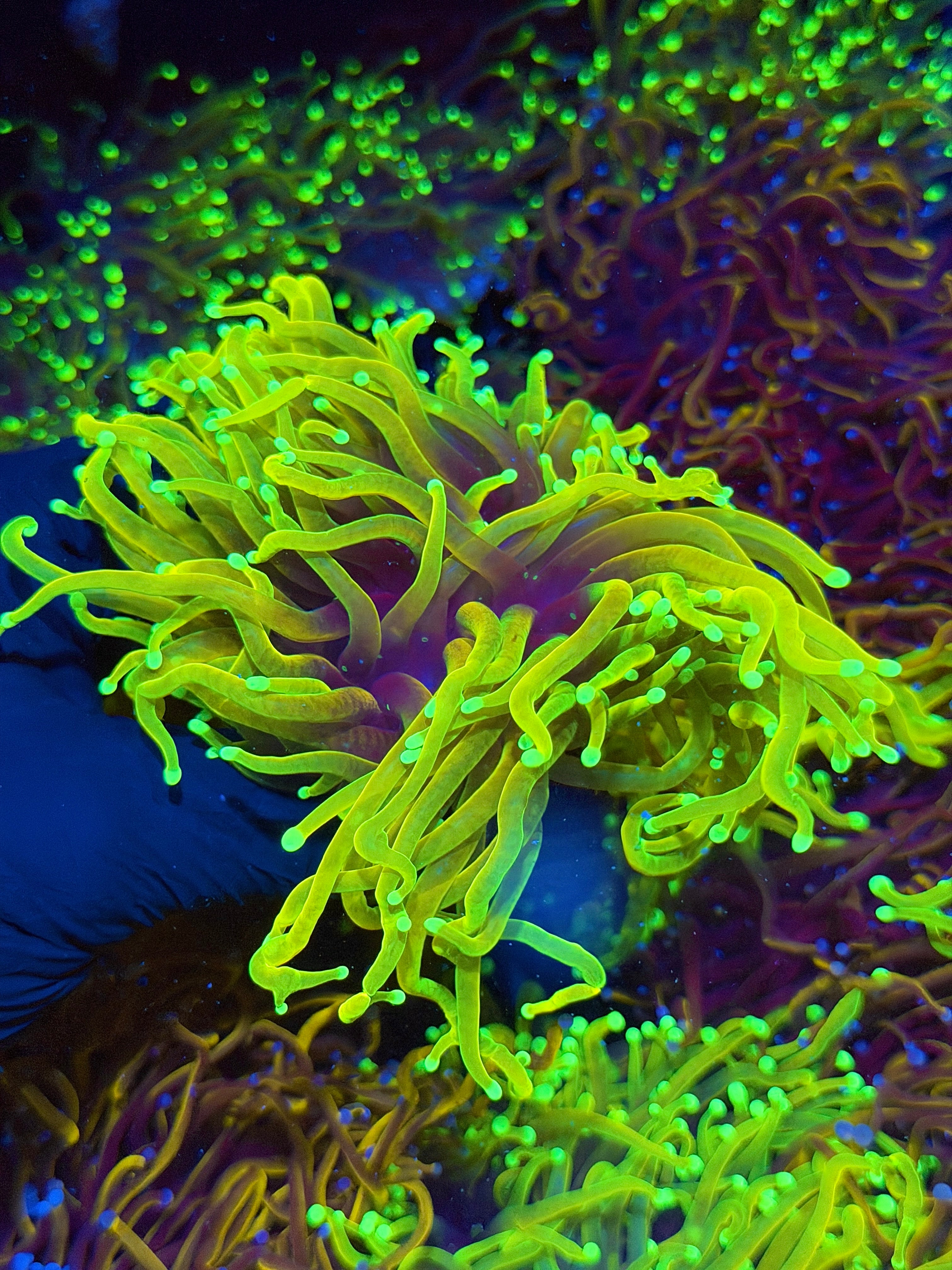 JEA Hellfire Torch Coral Cluster XXXL 2 Heads Splitting