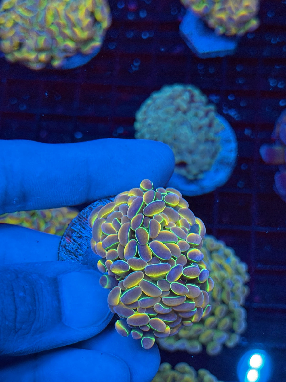 JEA Rainbow Dreams Hammer Coral 2 Heads Splitting 9/22