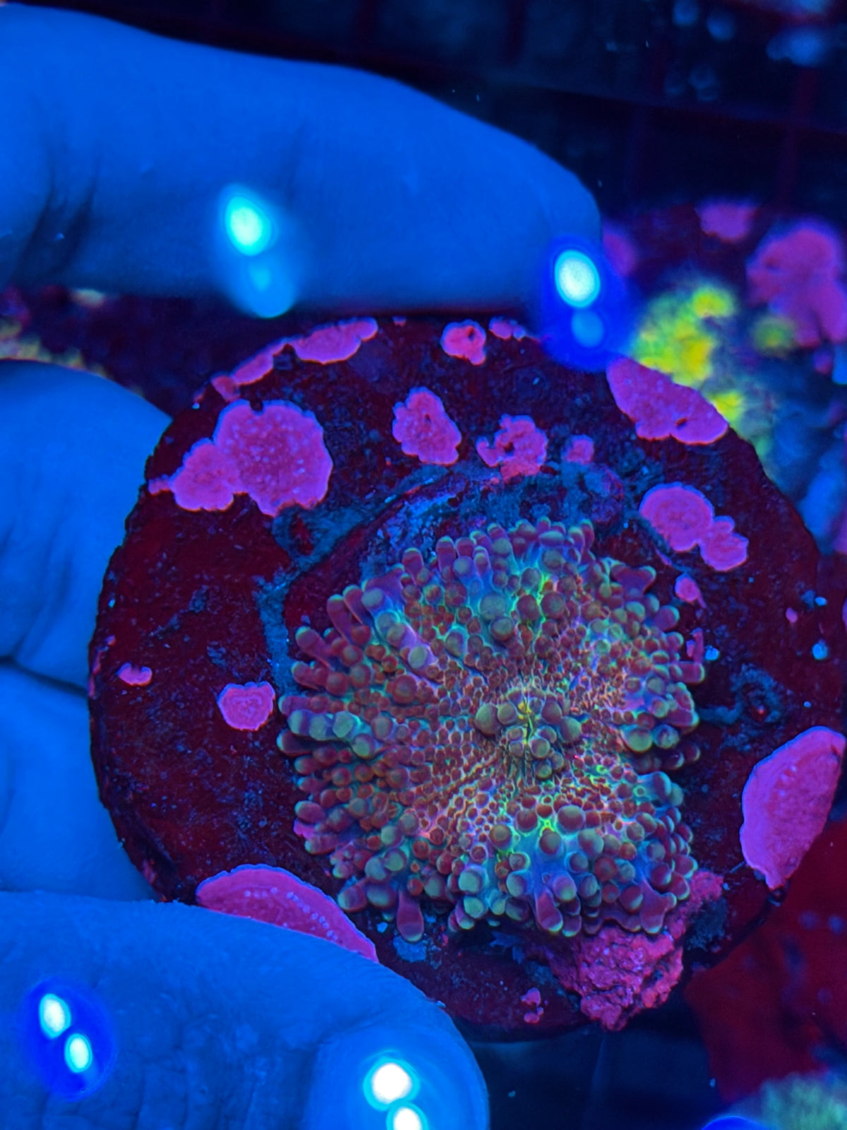 JEA Purple Haze Yuma Mushroom Coral 9/21