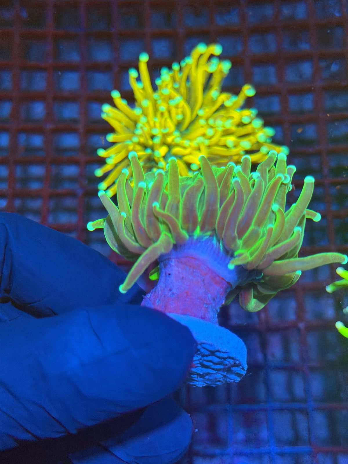 JEA Grafted Master Torch Coral 1 XL Head Splitting 9/27