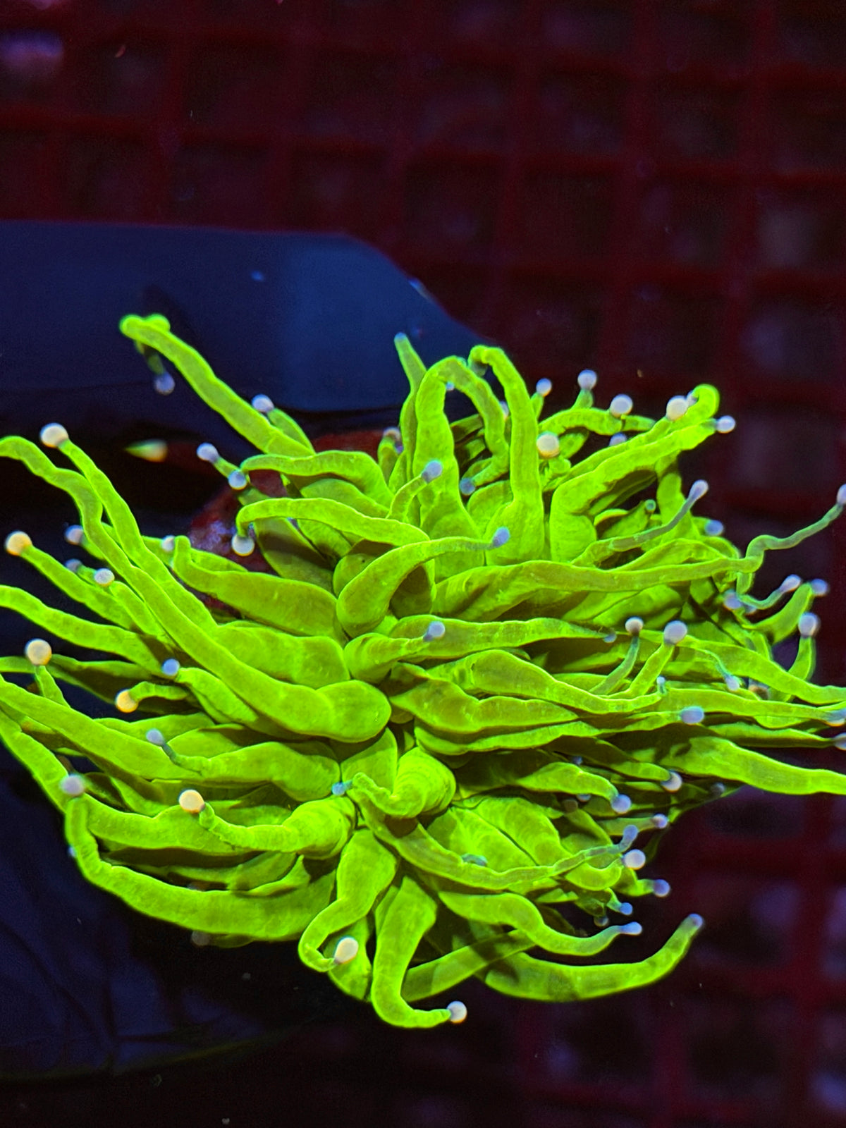 JEA Skittles Holy Grail Torch Coral 1 XL Head 9/21