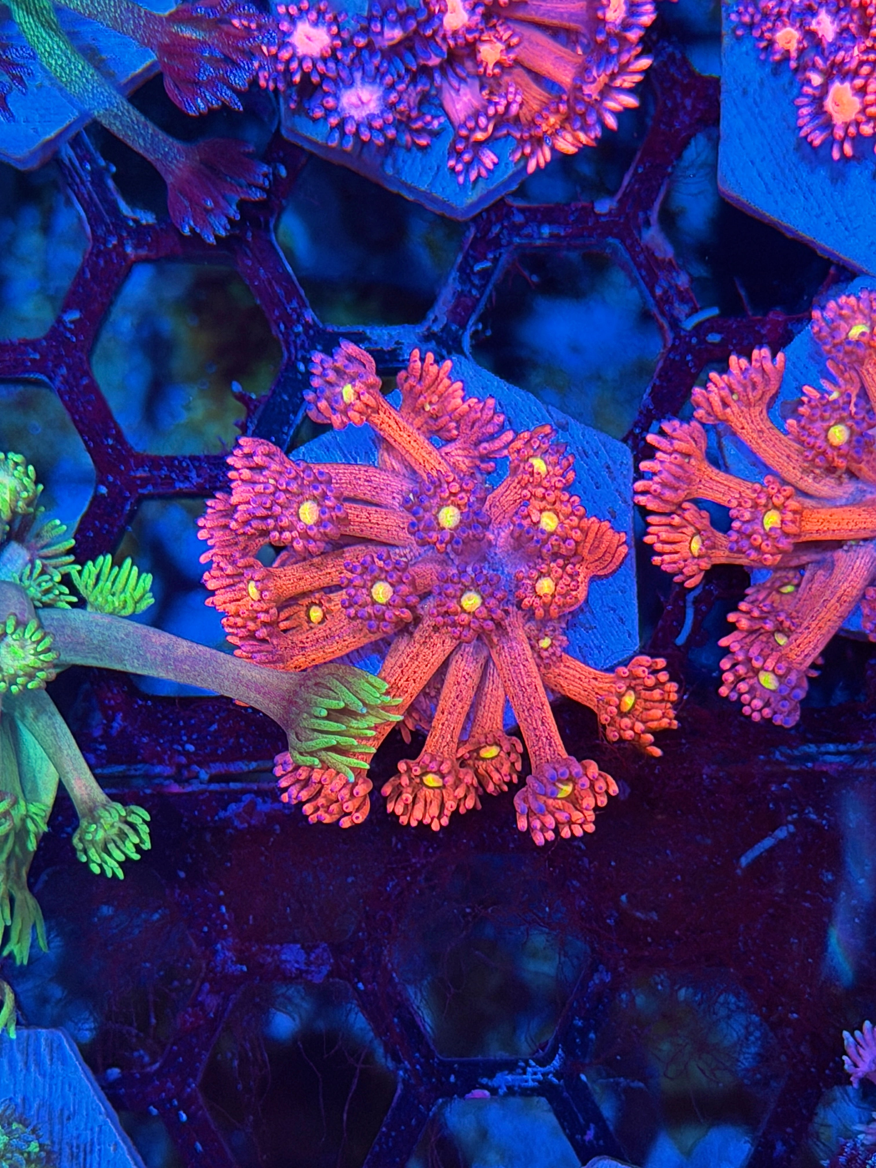 JEA Dragonfruit Goniopora Coral *New Release*
