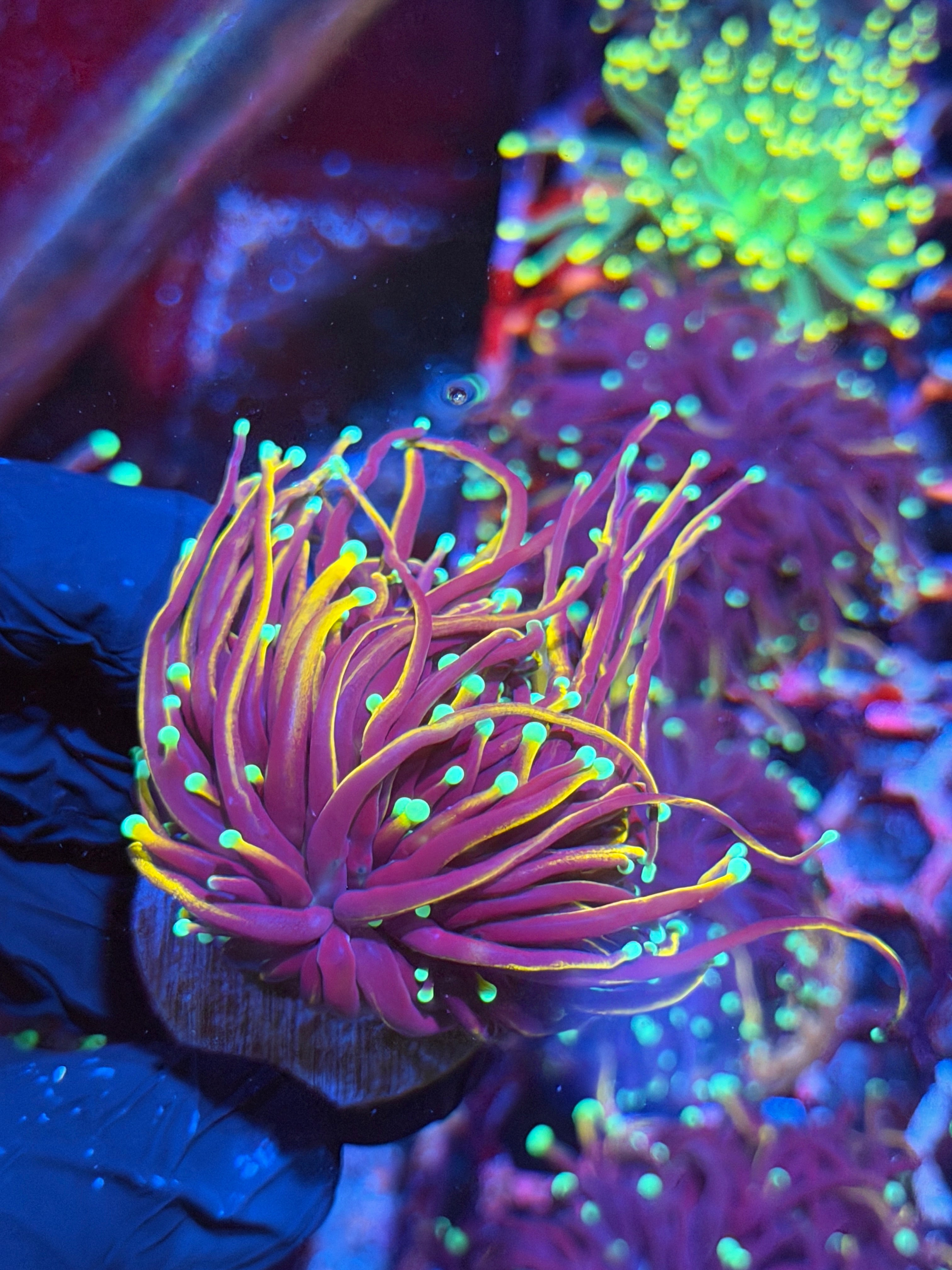 JEA OG Jester Torch Coral 1 XXL Heads Splitting to 3 8/28