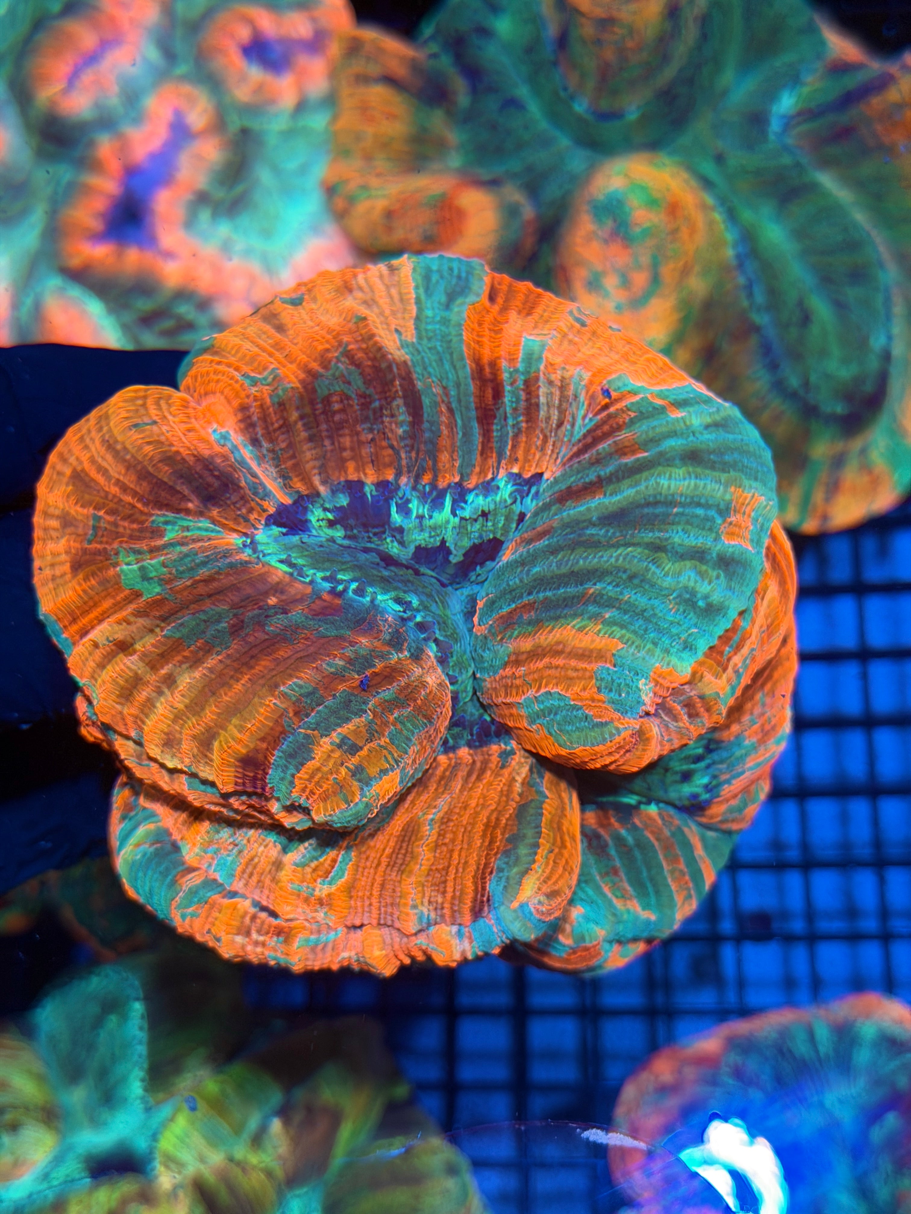 JEA Rainbow Indo Trachyphyllia Meat Coral XXL 11/28