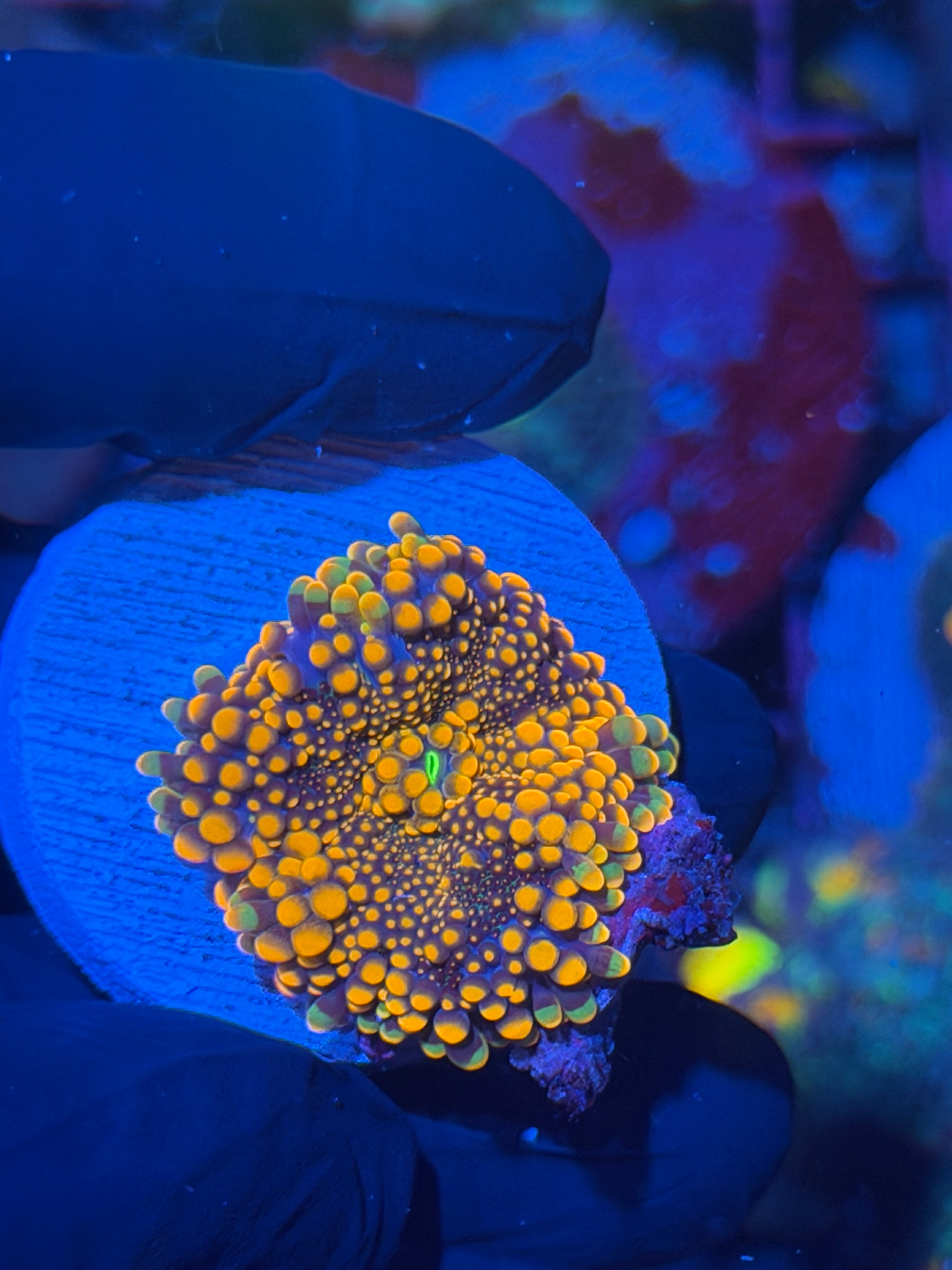 JEA King Kong Mushroom Coral 12/1