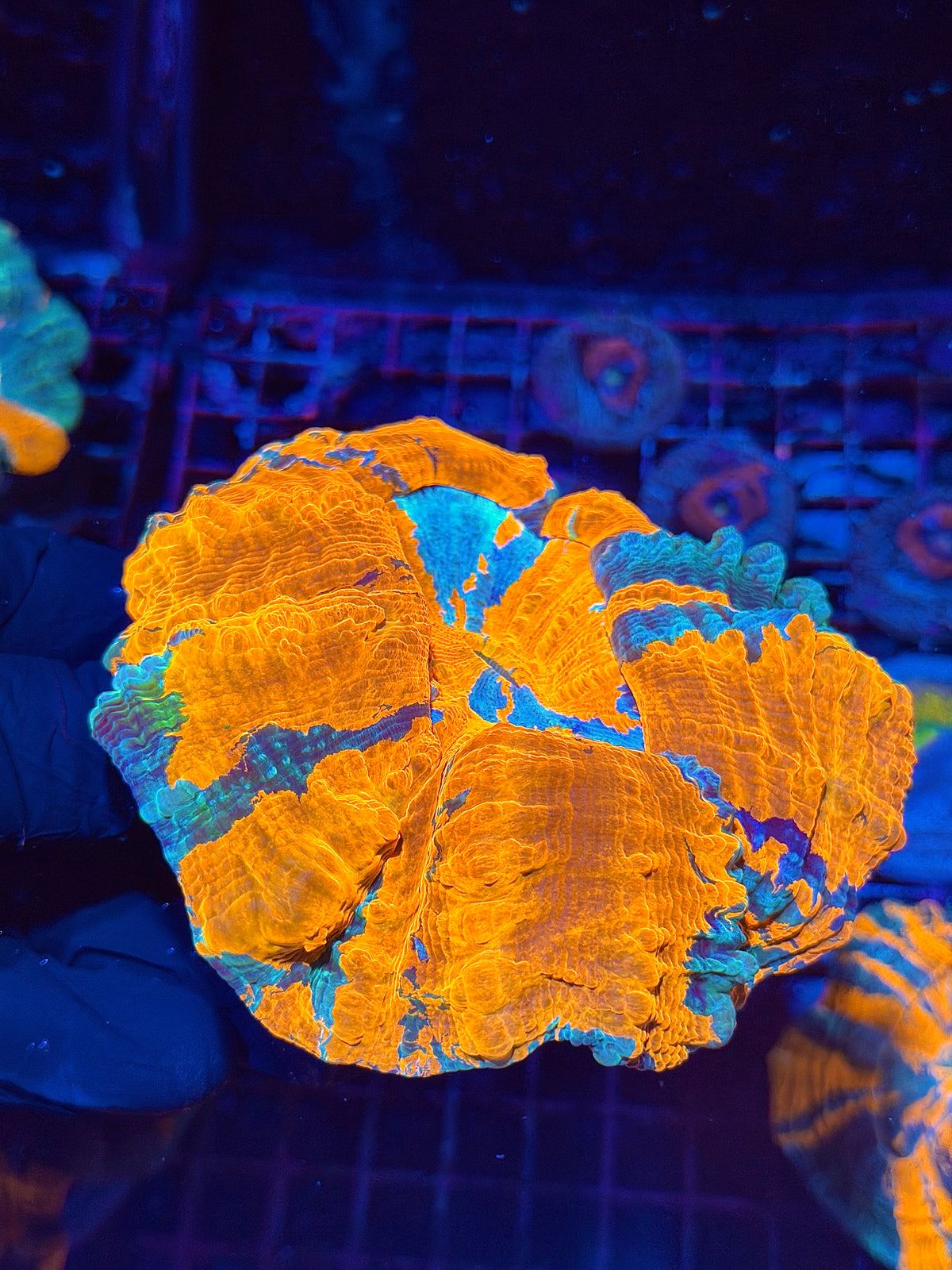 Insane Bright Multicolor Acanthophyllia Meat Coral