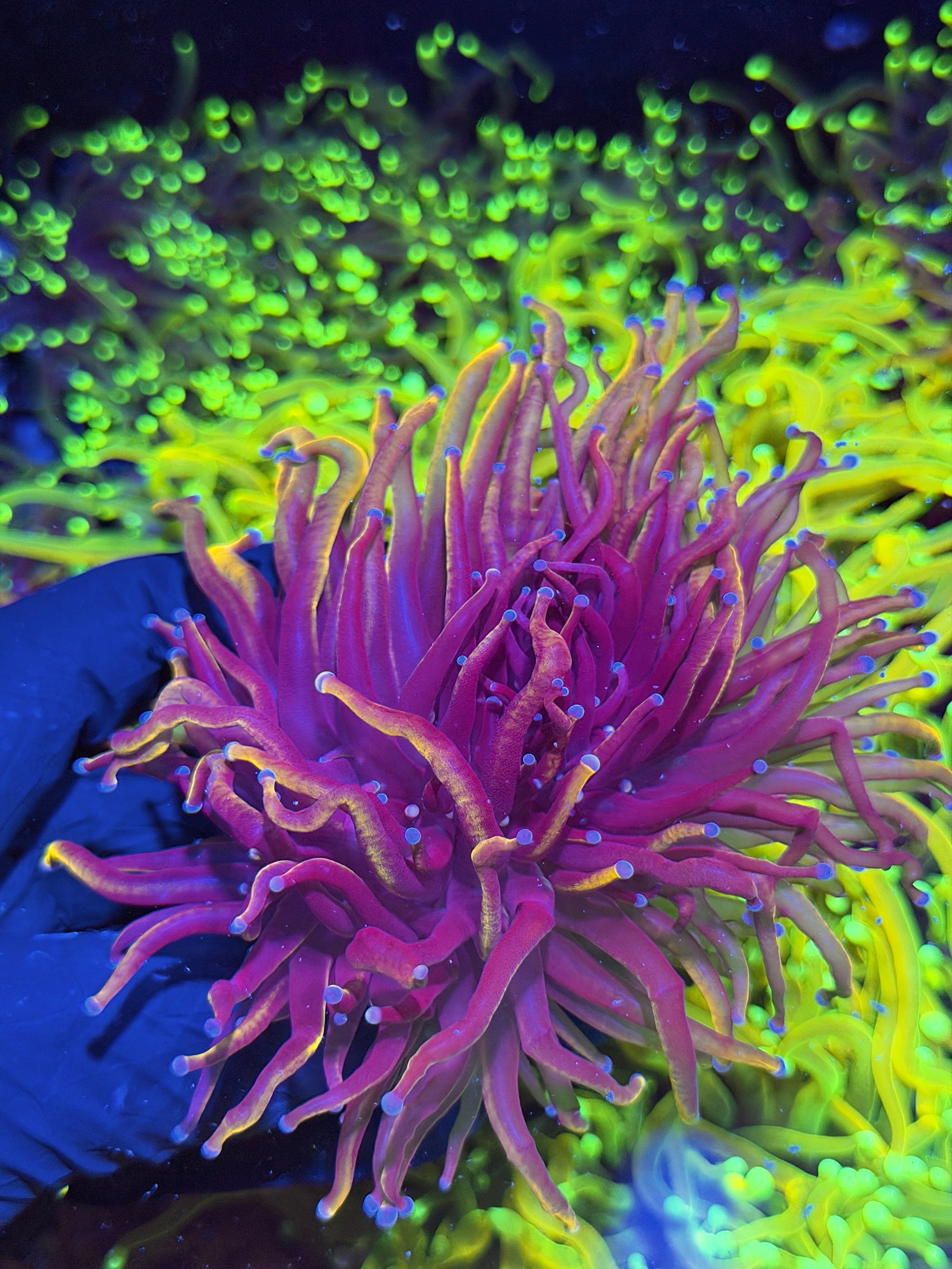 JEA Orange Peel Torch Coral 1 XL Head Splitting