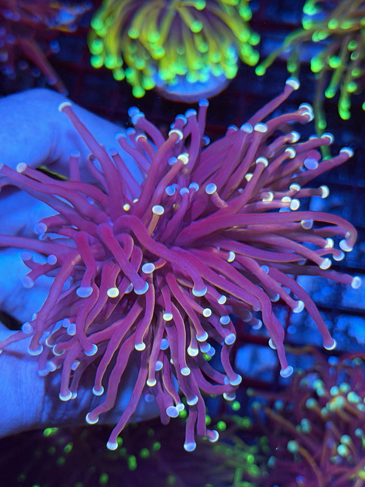 JEA Purple Rain Torch Coral Splitting to 2 Heads XL 9/22