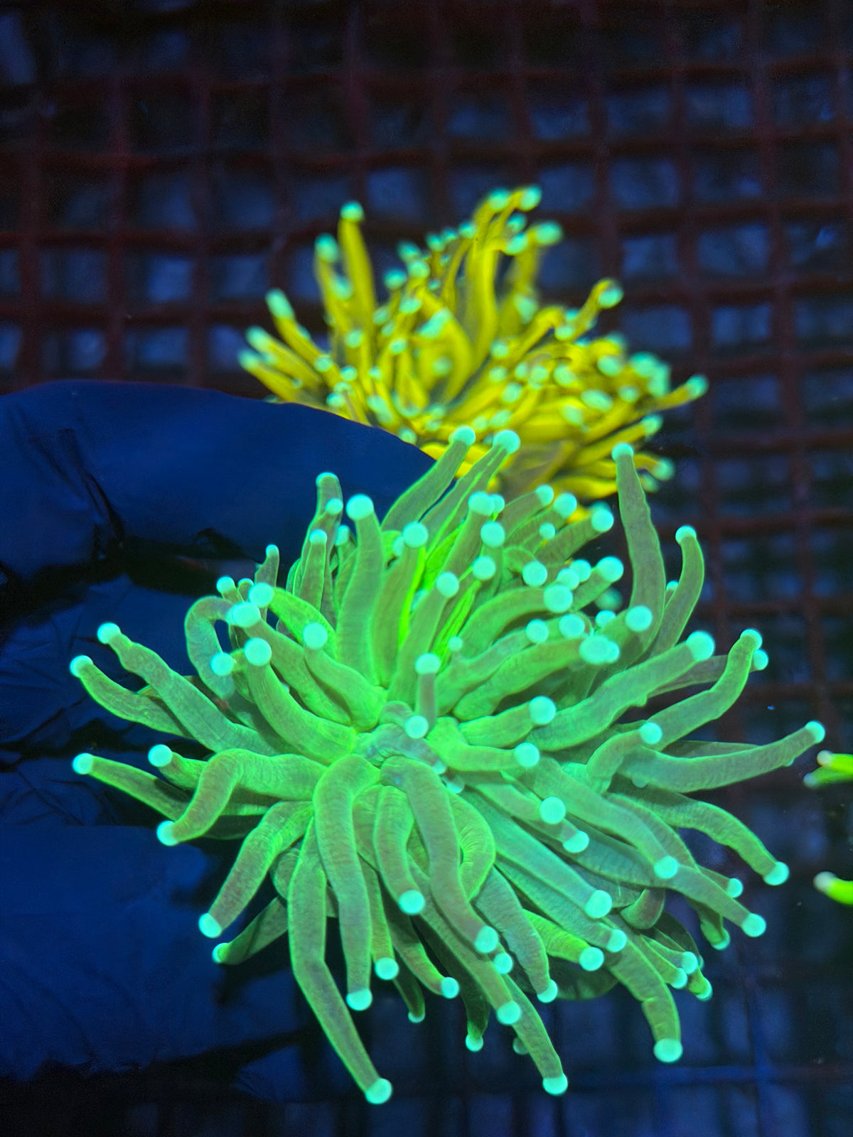 JEA Grafted Master Torch Coral 1 XL Head Splitting 9/27