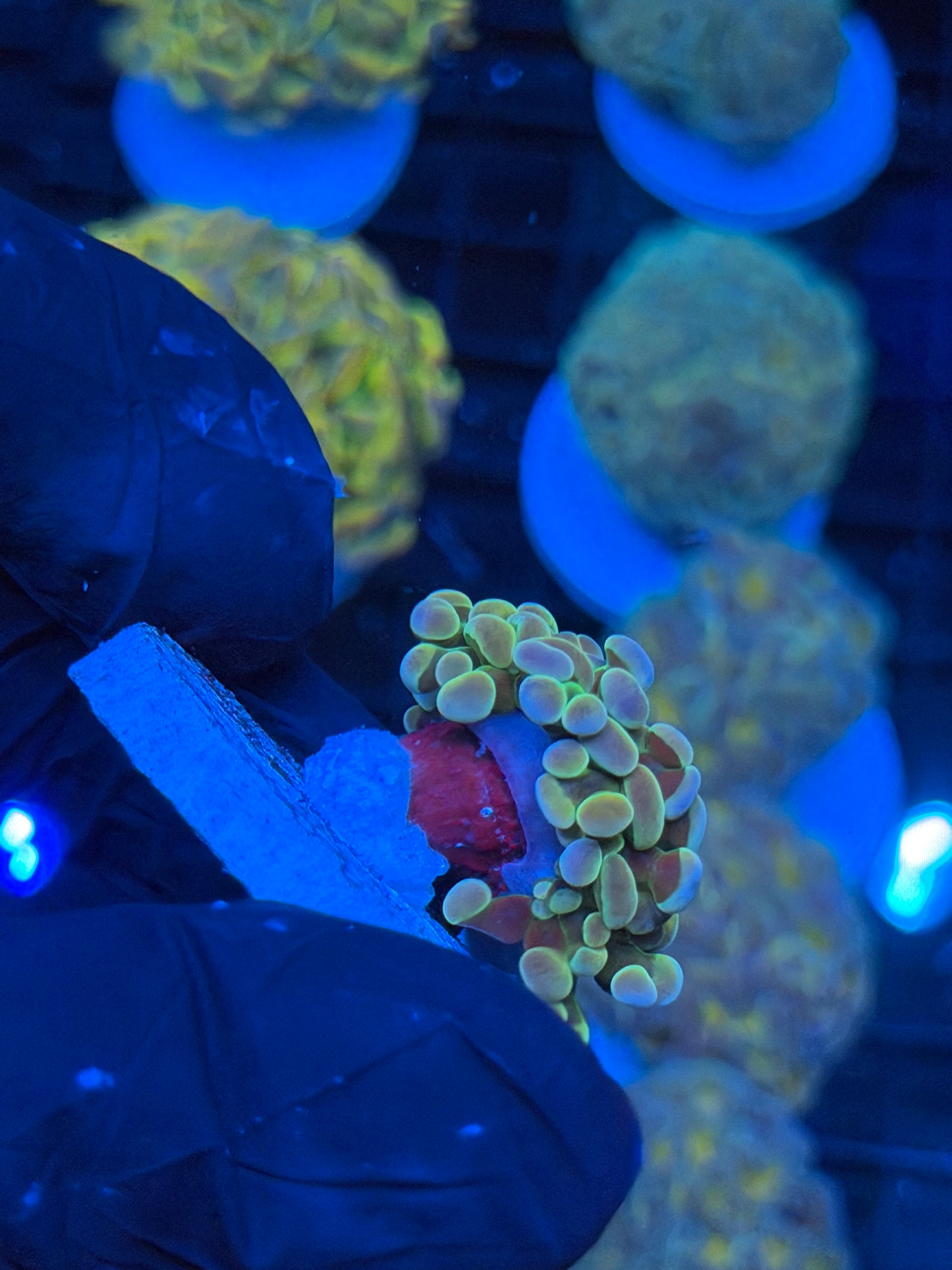 JEA Rainbow Fusion Hammer Coral 1 Head 9/5