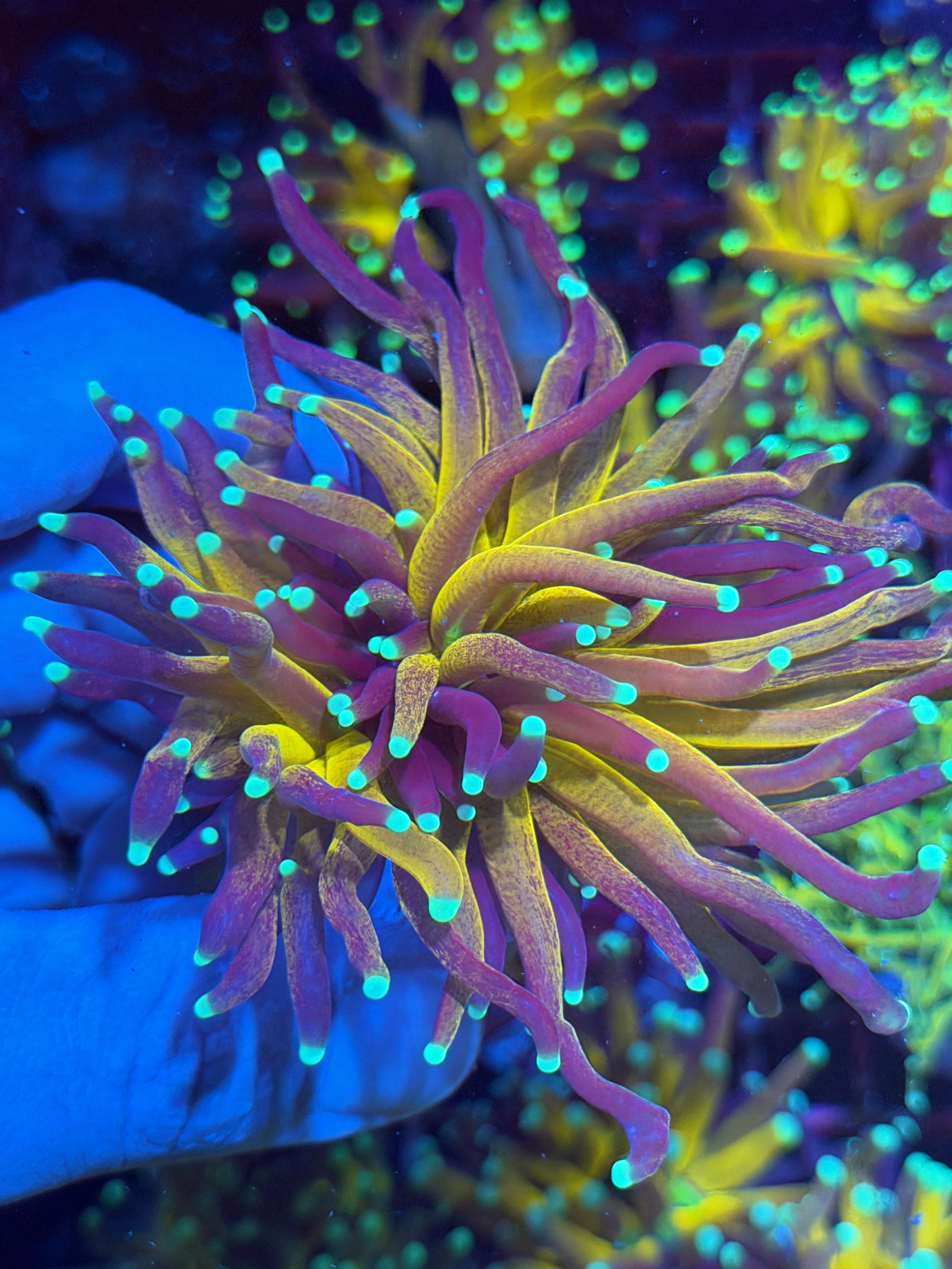 JEA Striped Tiger 2.0 Torch Coral 2-3 Heads Splitting XXL -