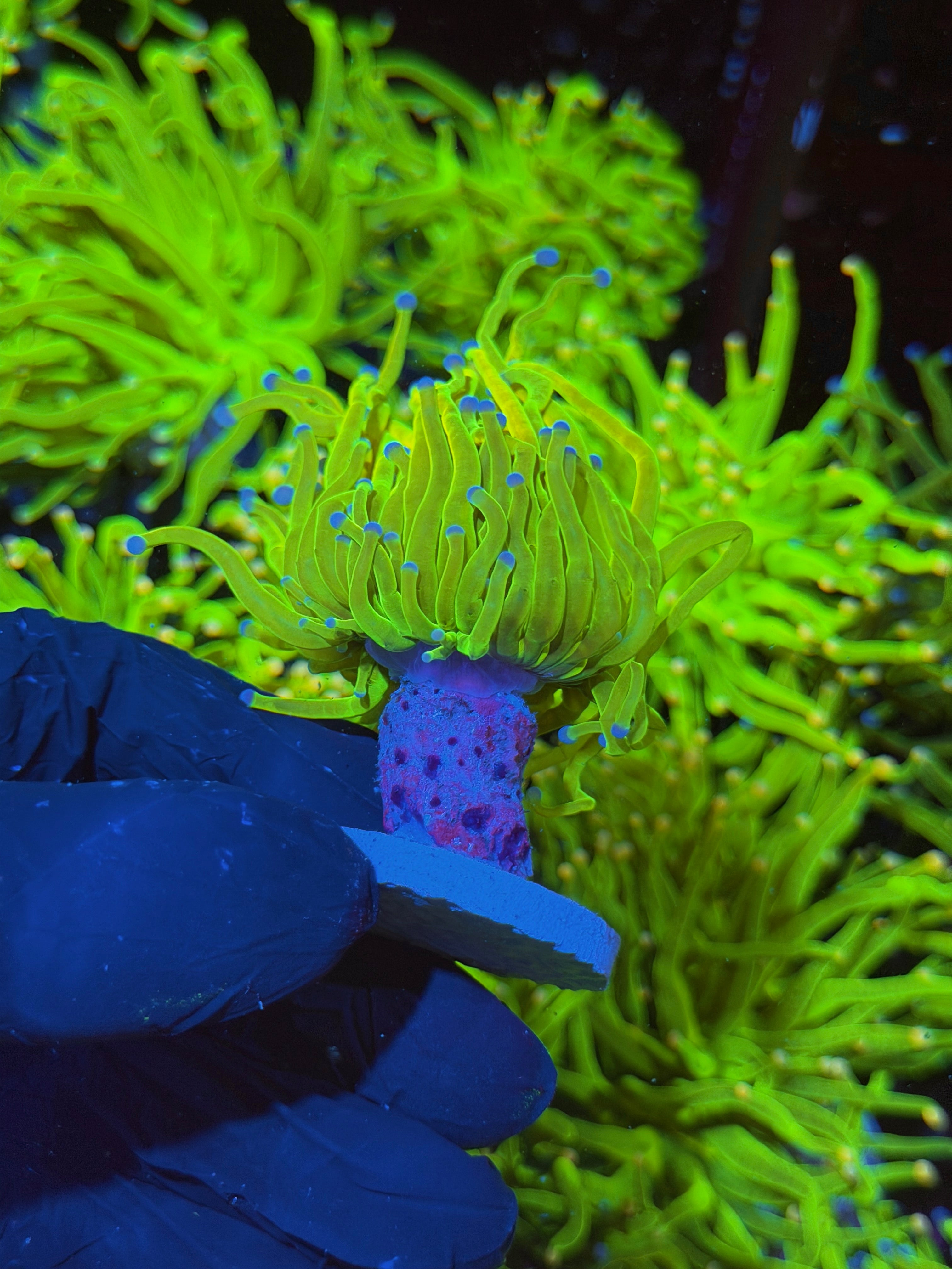 JEA Yellow Holy Grail Torch Coral 1 XL Head 7/14
