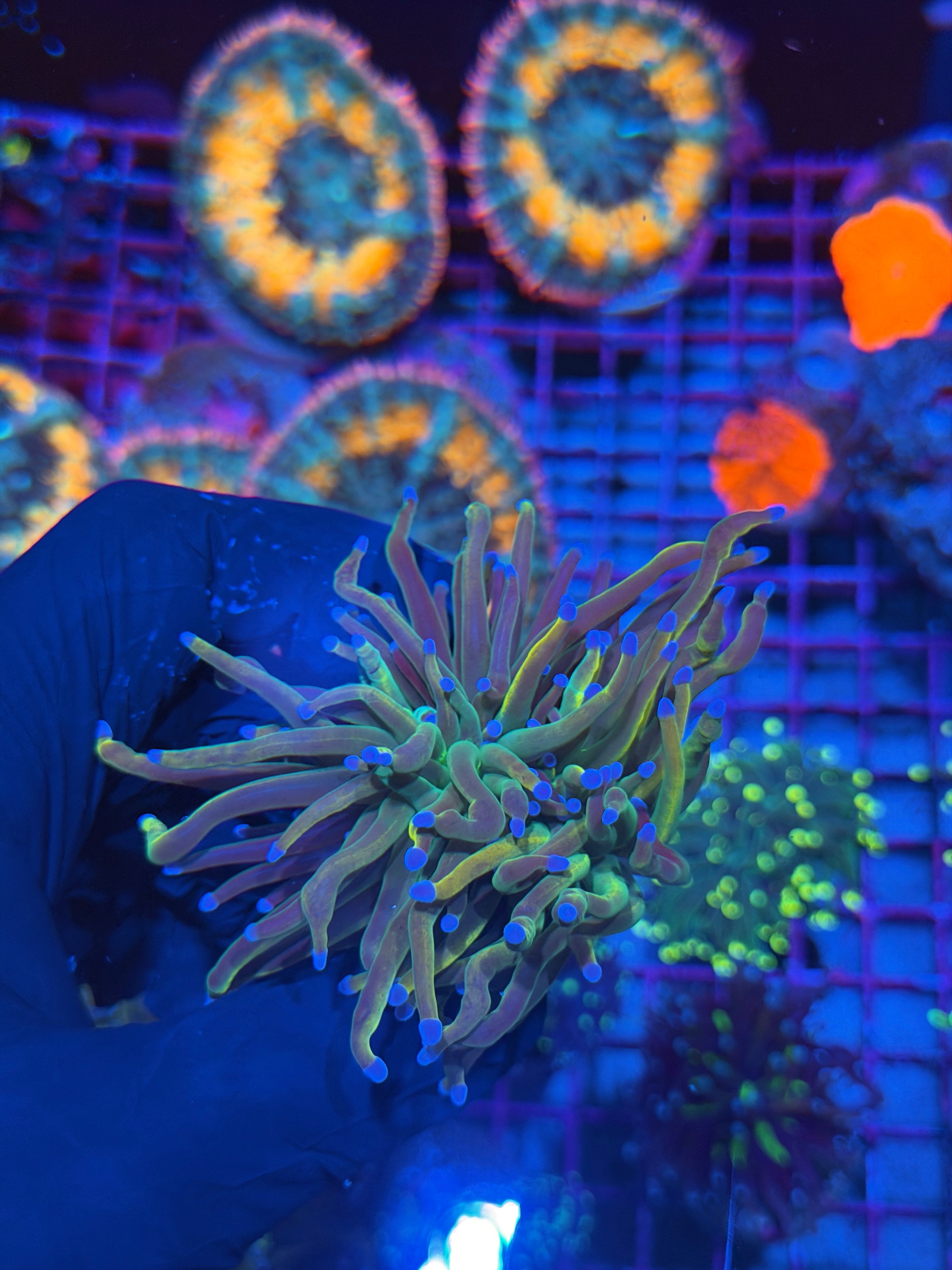 JEA Dragon Tamer Torch Coral 2 Heads Splitting 7/15