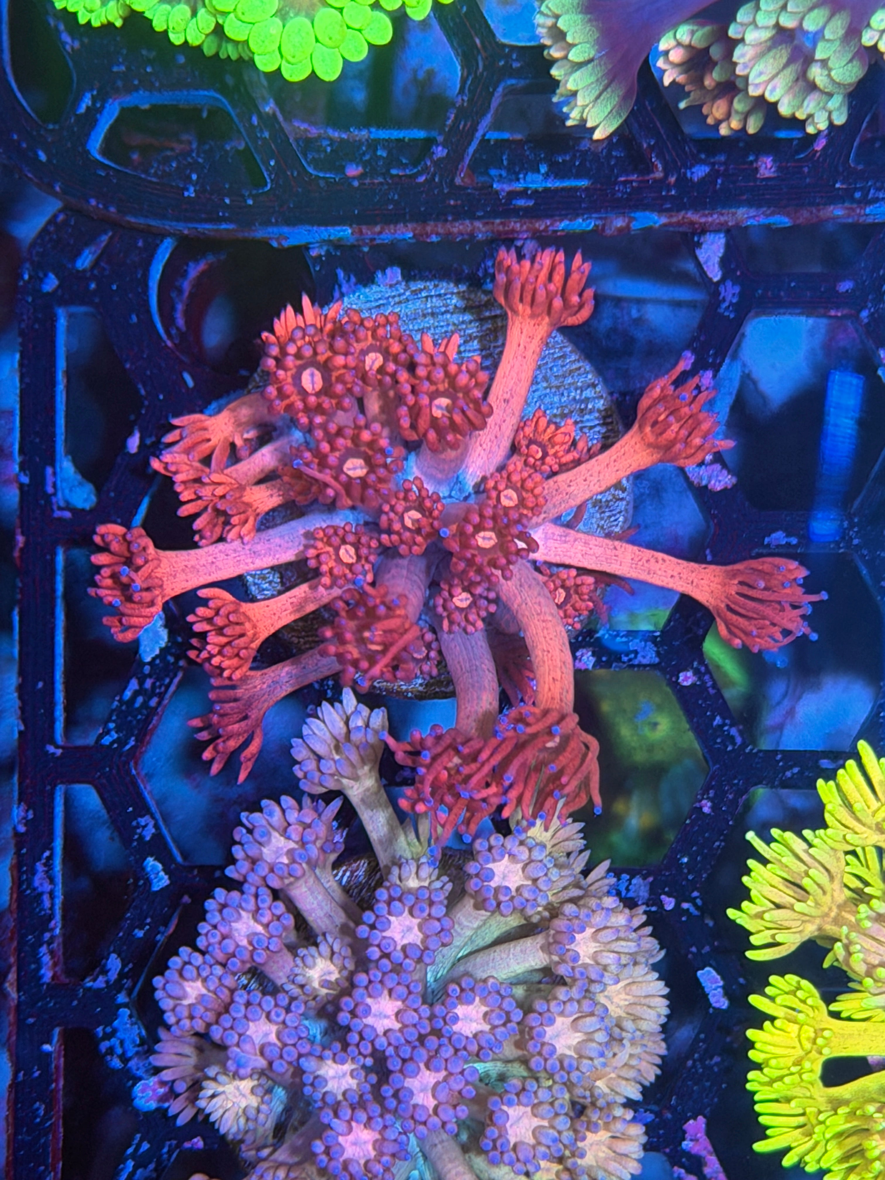 JEA Cherry Slushie Goniopora Coral