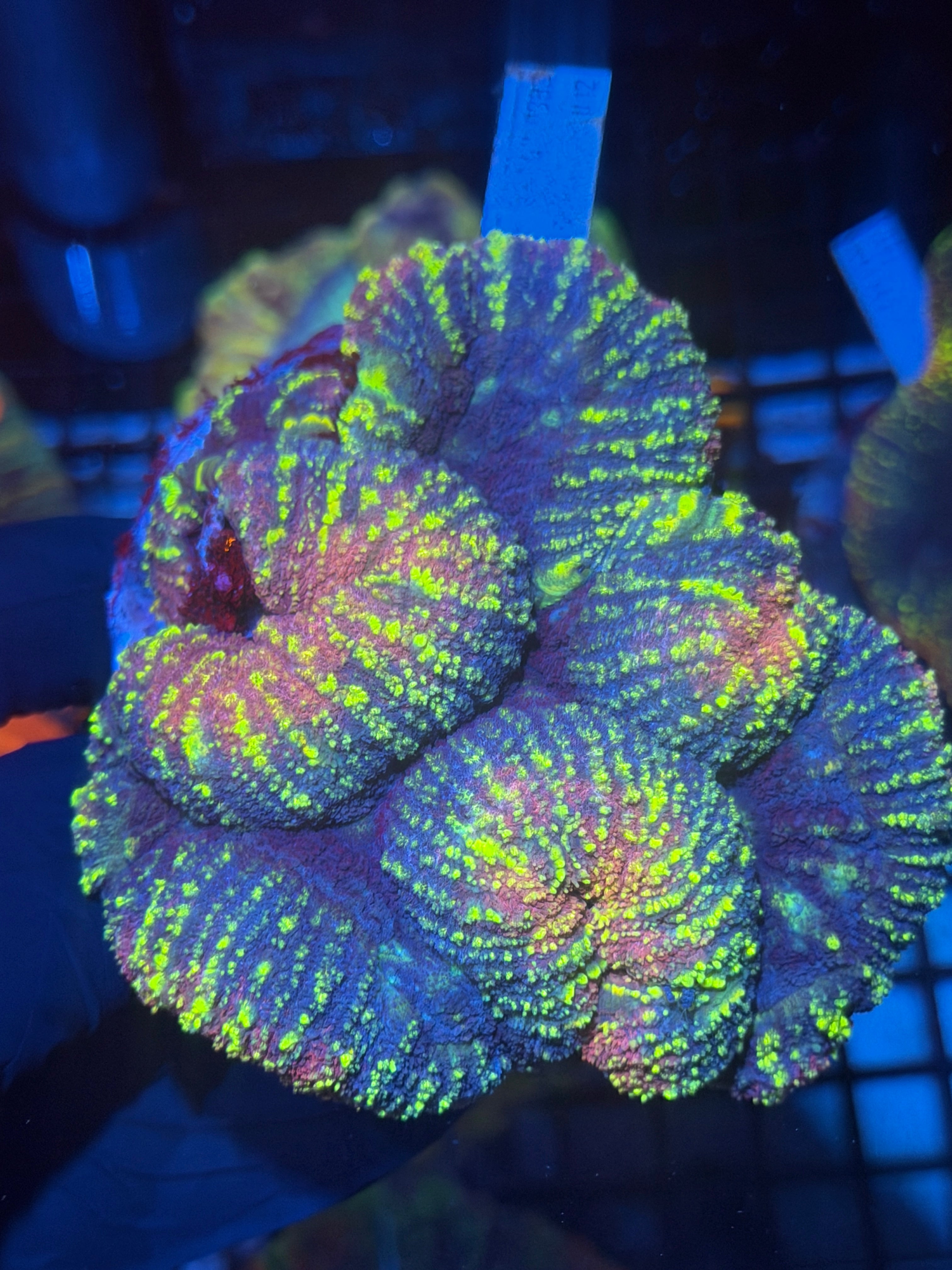 Glitter Lobophyllia Colony XL 11/3-