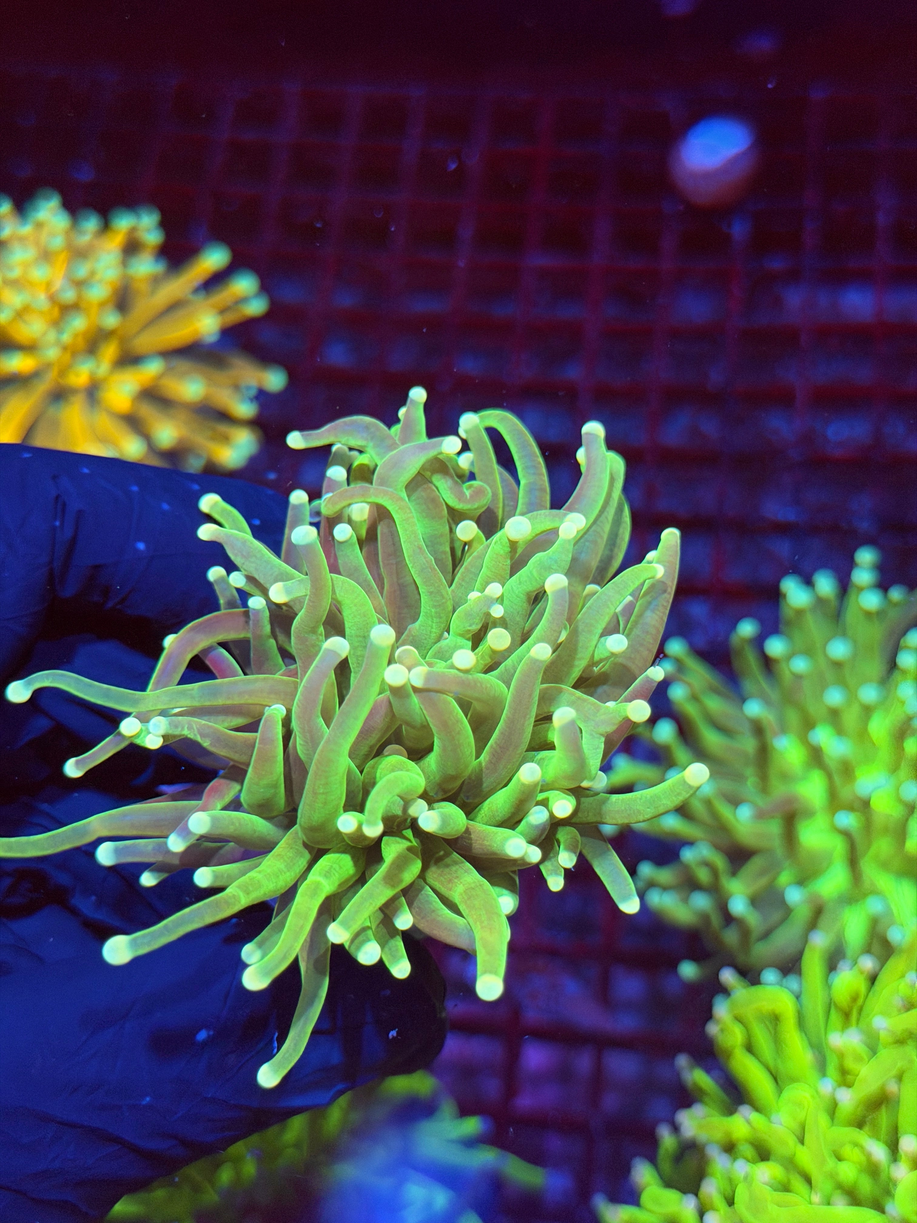 JEA Grafted Master Torch Coral 1 XL Head 9/6
