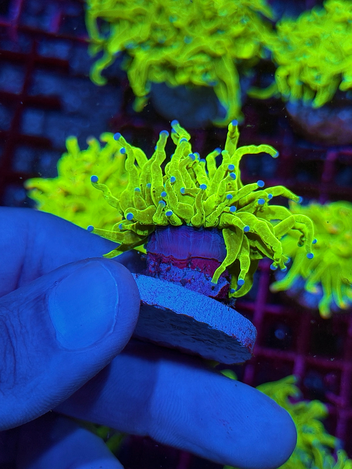 JEA Holy Grail Torch Coral 1 Head XL 10/21