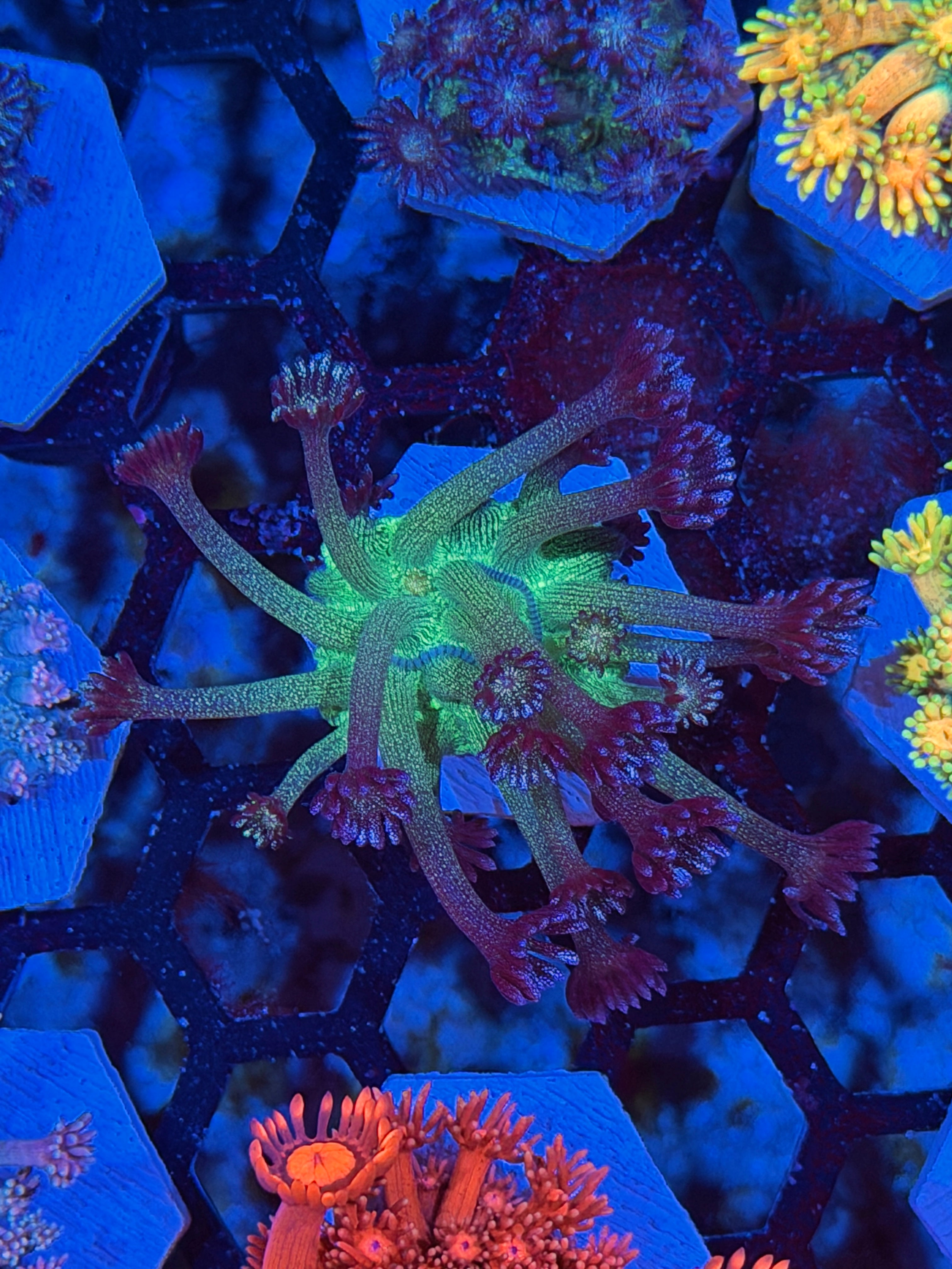JEA Black Widow Glitter Goniopora Coral *New Release*