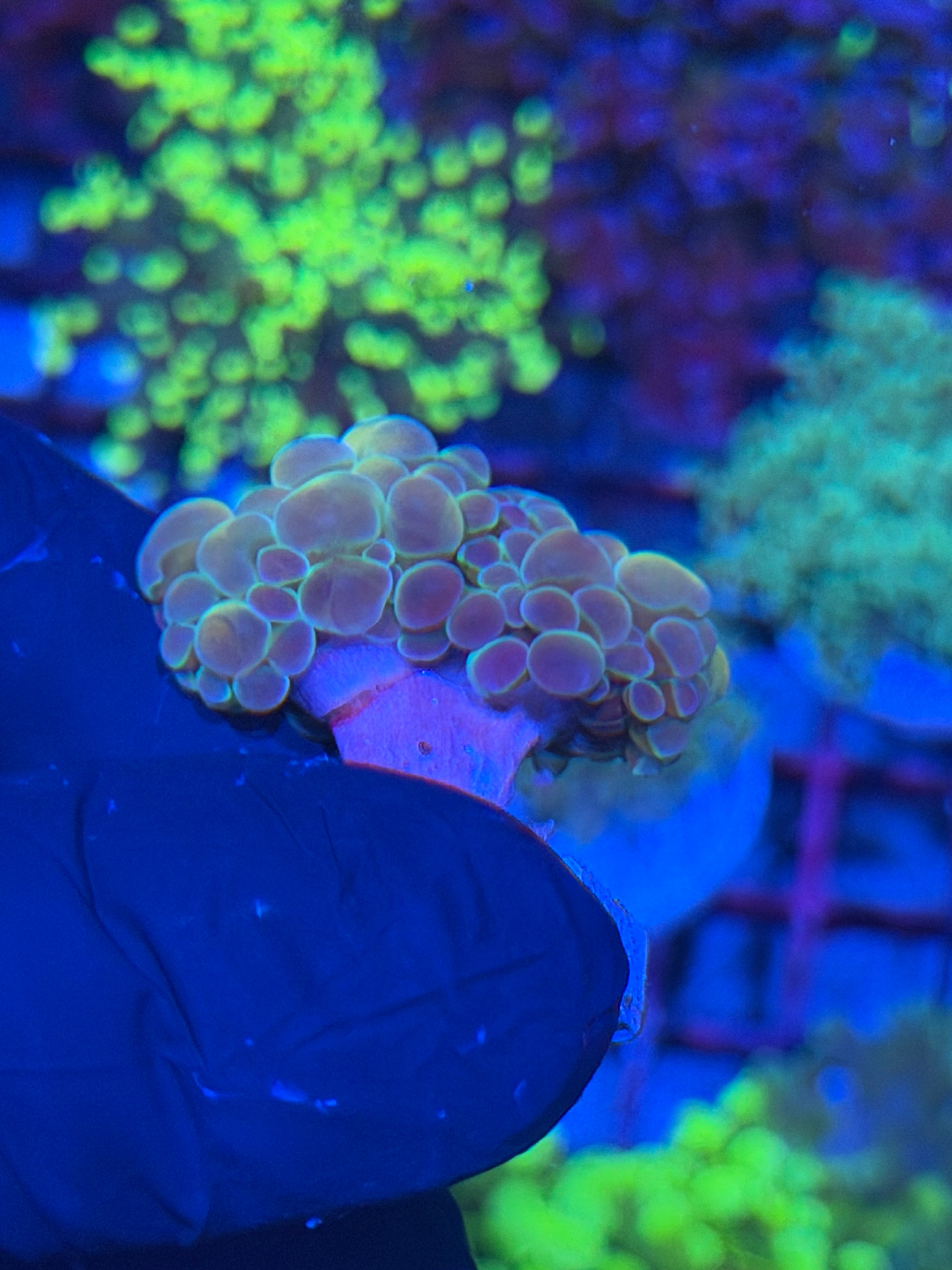 JEA Orange Holo Hammer Coral 2 Heads 7/22