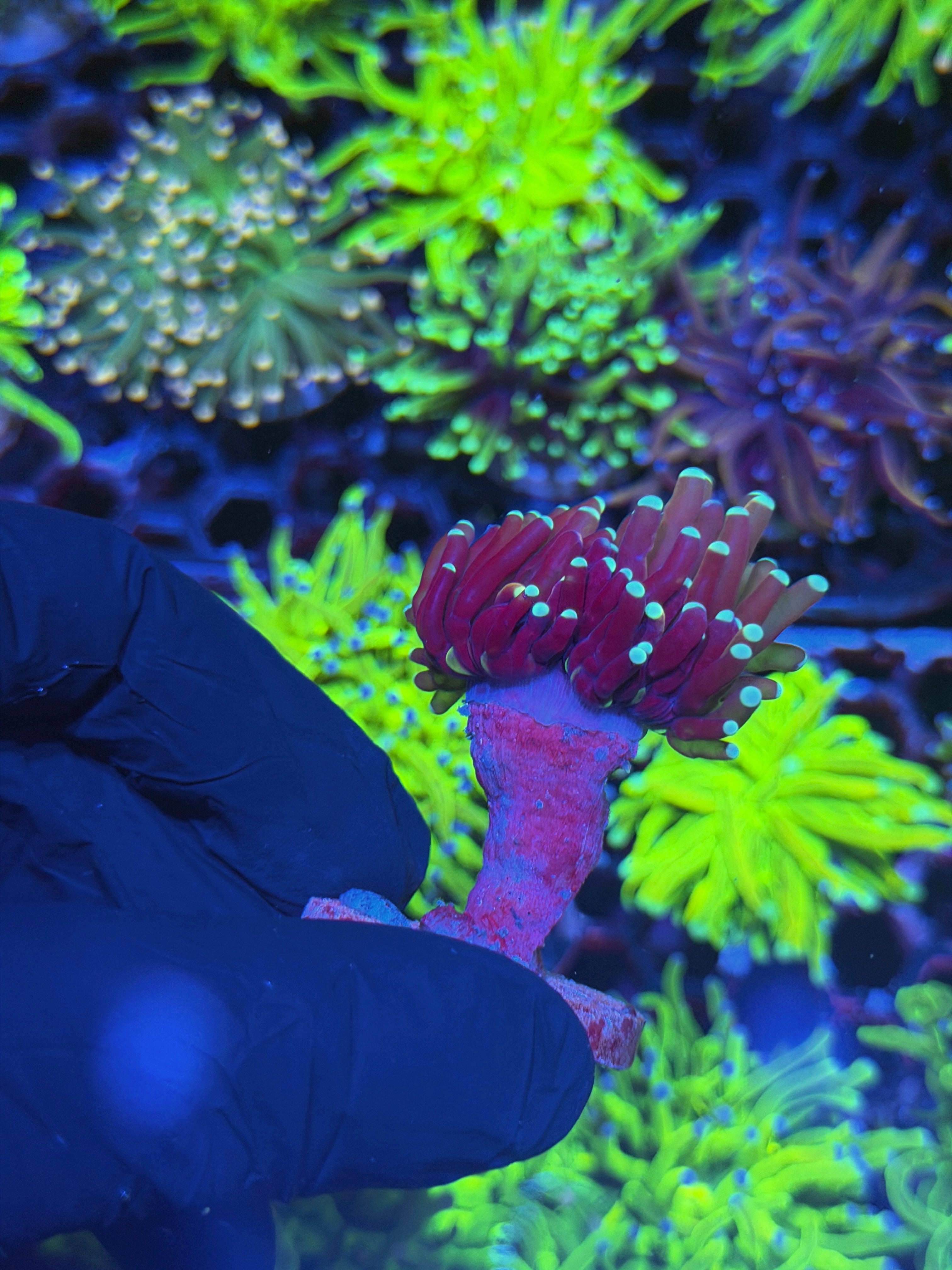 JEA Tiger 2.0 Torch Coral 1 XL Head Splitting 7/31