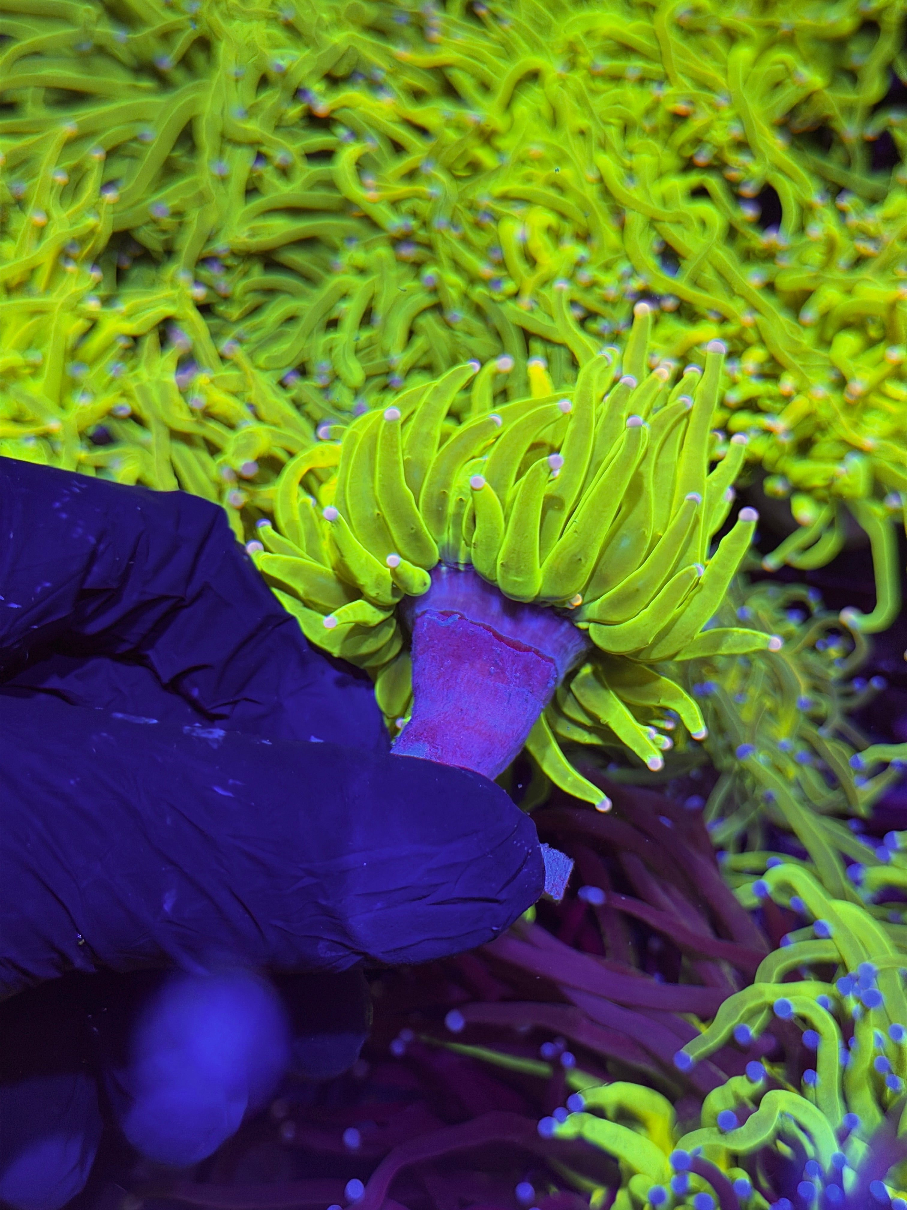 JEA Skittles Holy Grail Torch Coral 1 XXL Head Splitting ( Pink & Purple Tips )