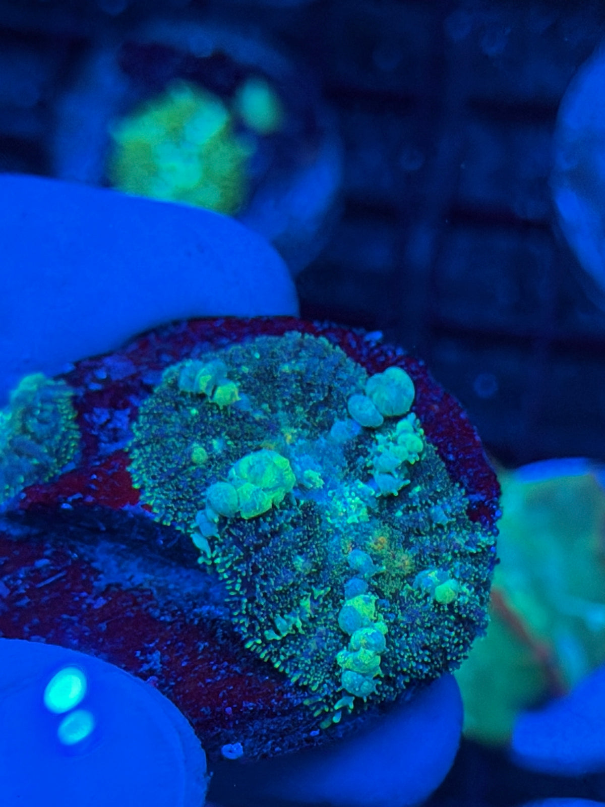 JEA Powerball Bounce Mushroom Coral 9/22