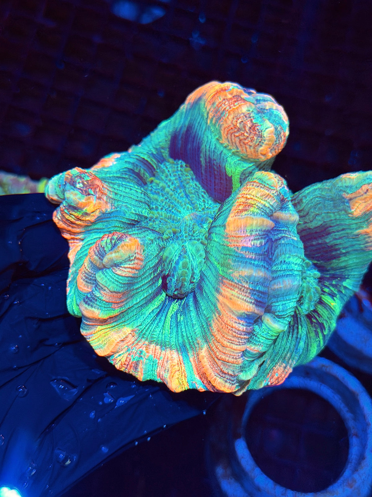 Insane Rainbow Trachyphyllia Meat Coral Show Piece 9/22
