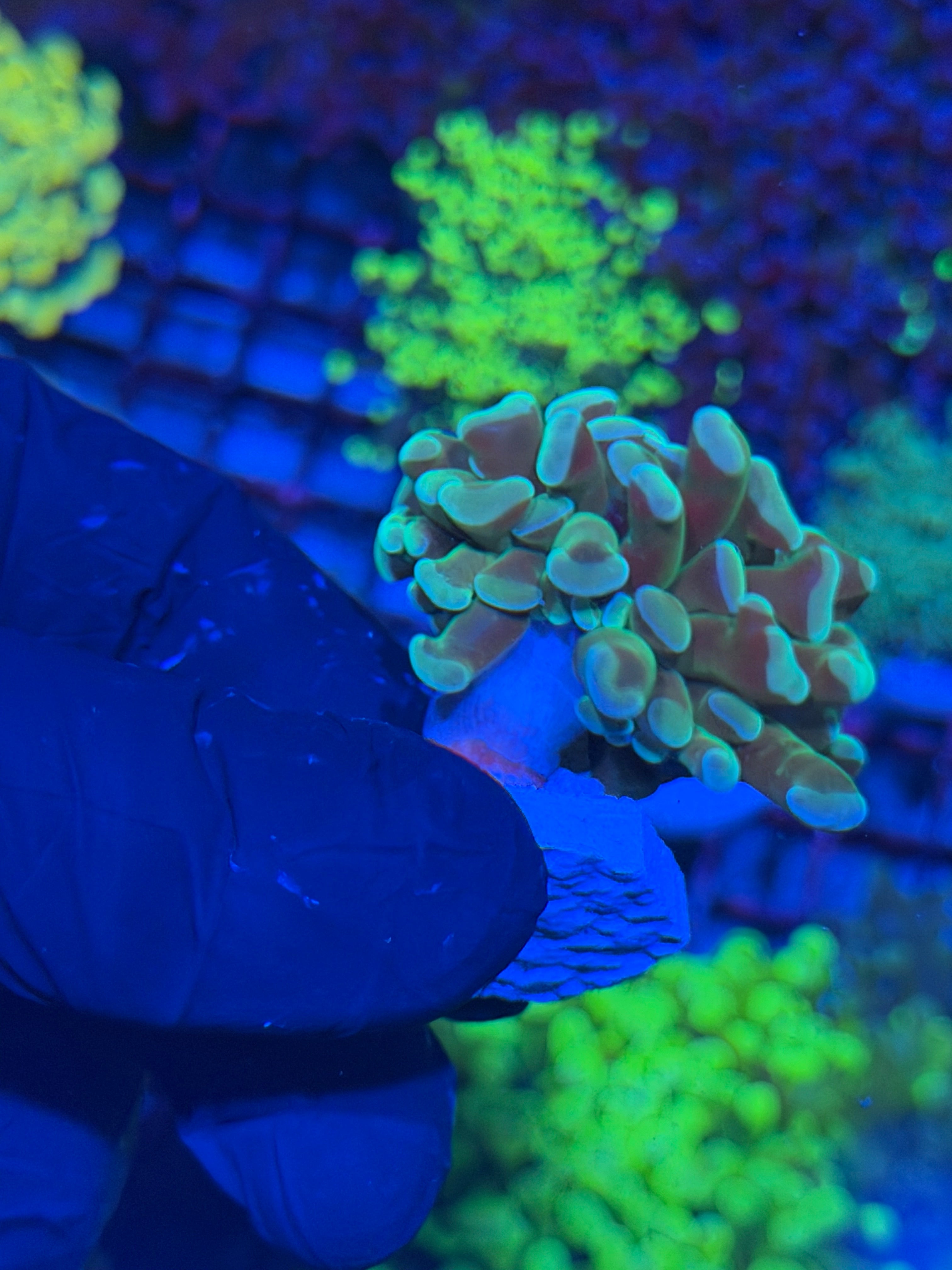 JEA Kaleidoscope Hammer Coral 1 XL Head 7/21