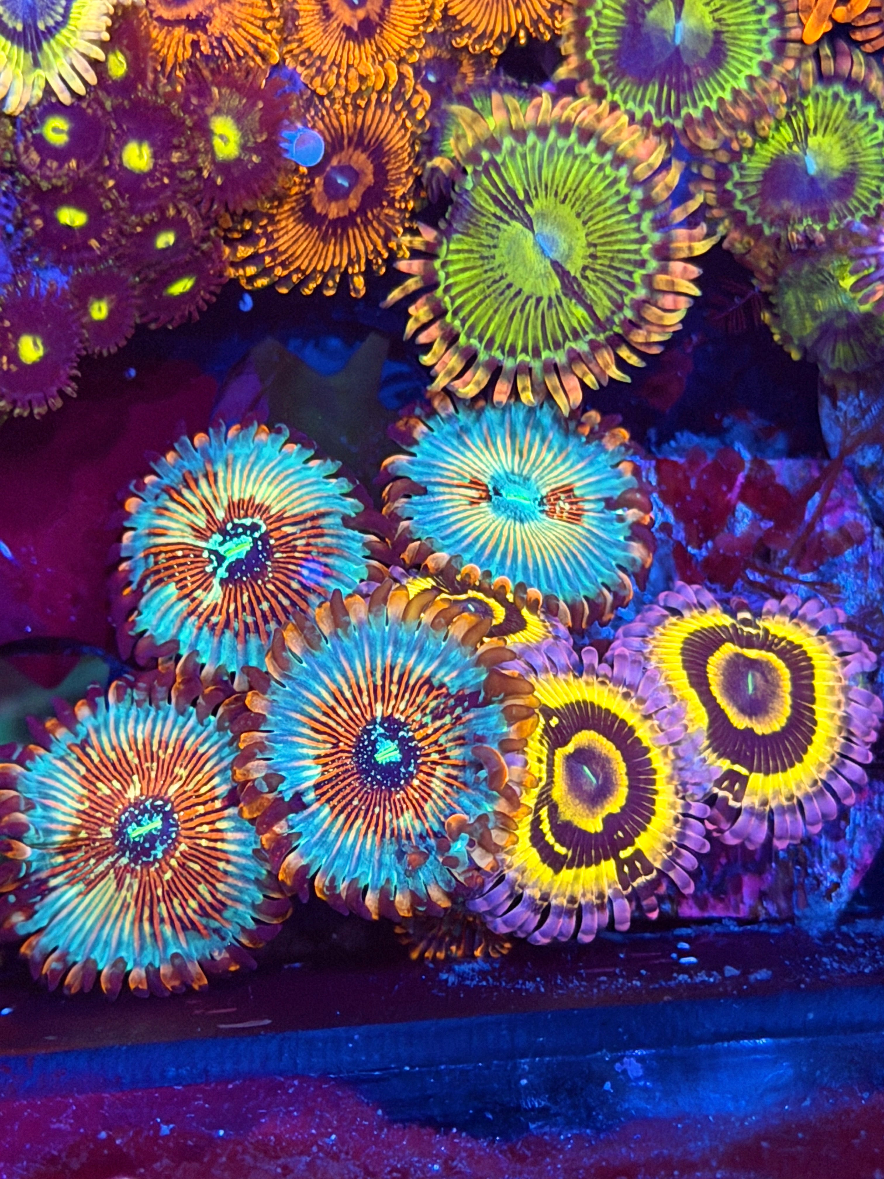 JEA OG Stratocaster / White Zombie Zoanthid Combo BRIGHT